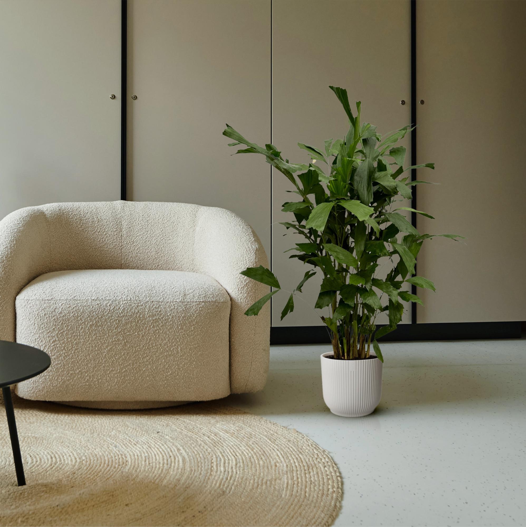 Caryota Mitis Ø 21 H 130 cm 4