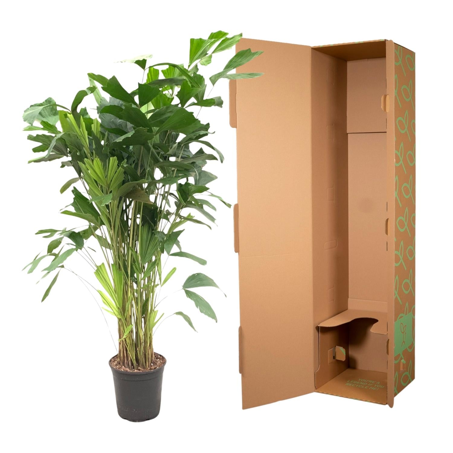 Caryota Mitis Ø 24 H 150 cm 3