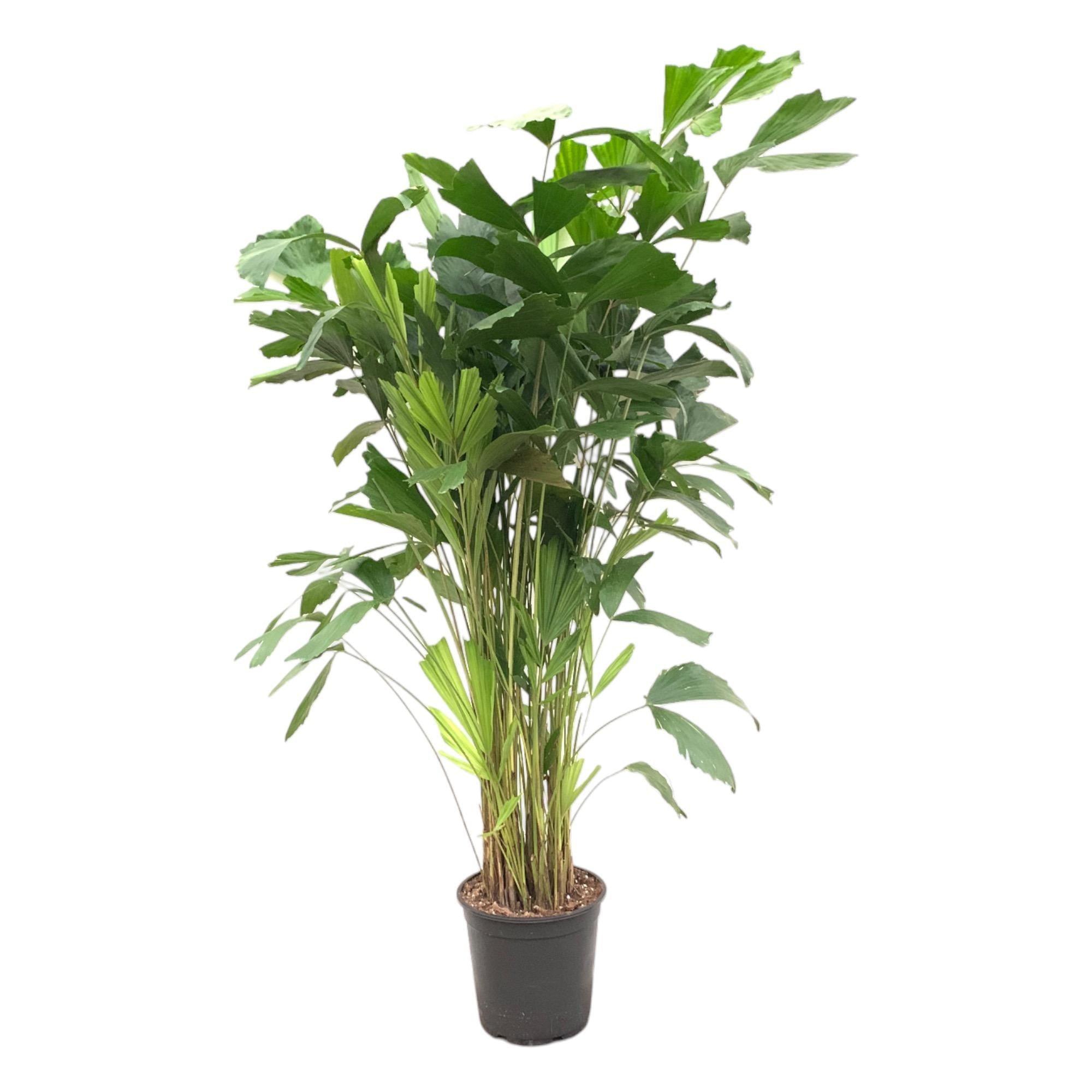 Caryota Mitis Ø 24 H 160 cm