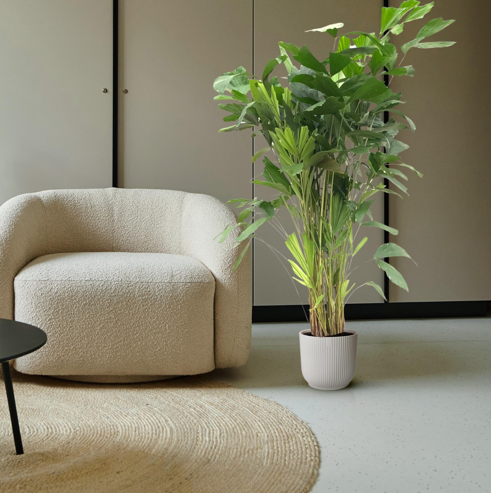 Caryota Mitis Ø 24 H 160 cm 4