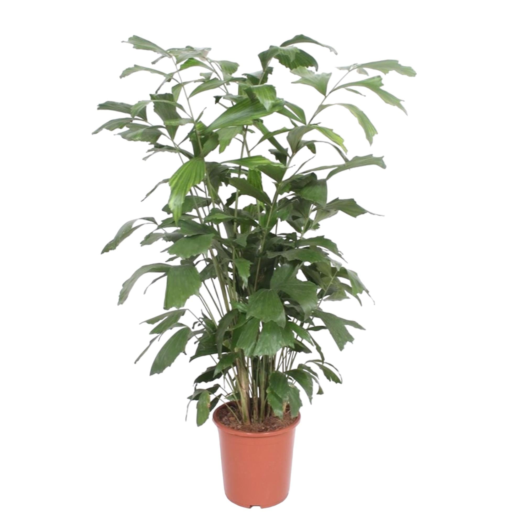Caryota Mitis Ø 27 H 140 cm