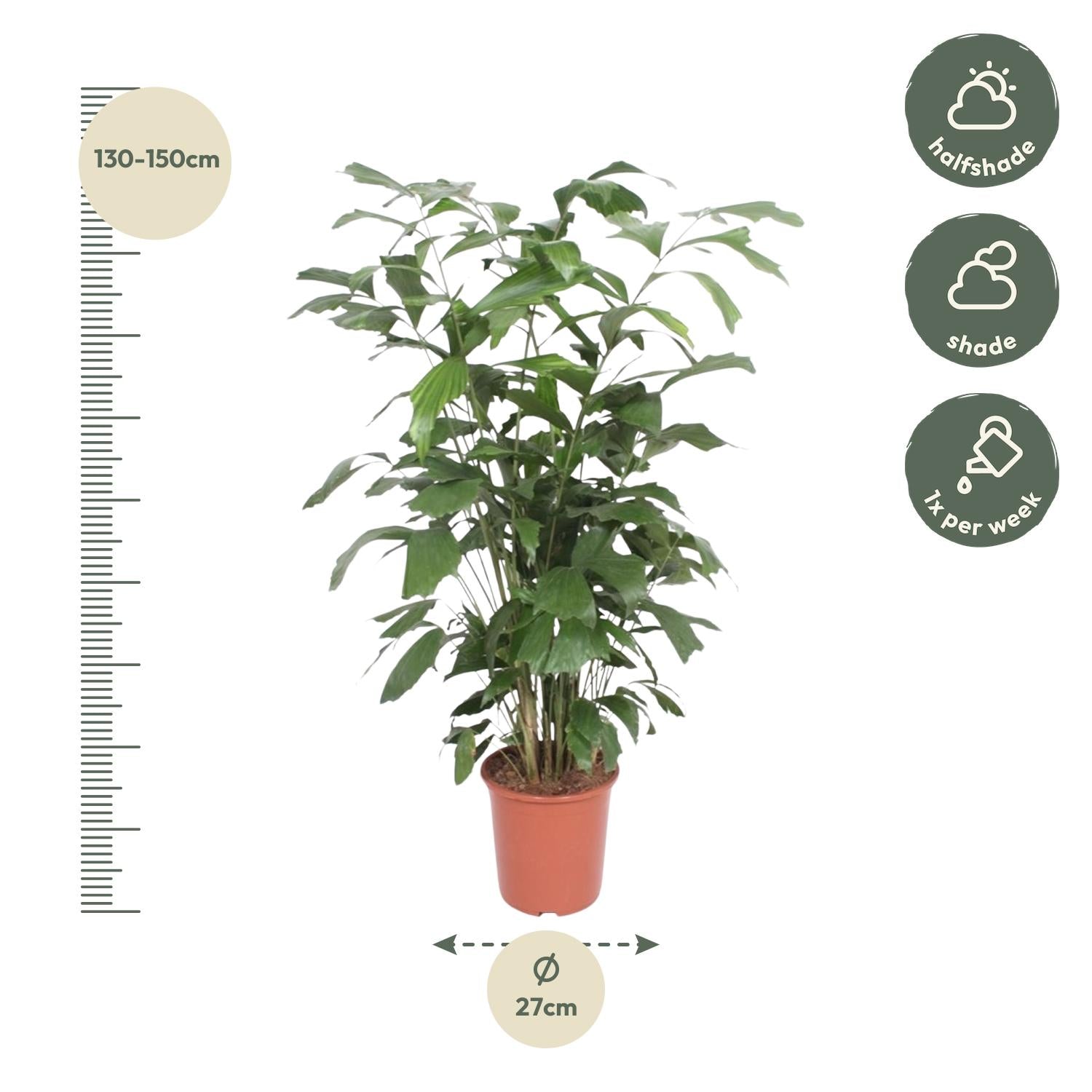 Caryota Mitis Ø 27 H 140 cm 2