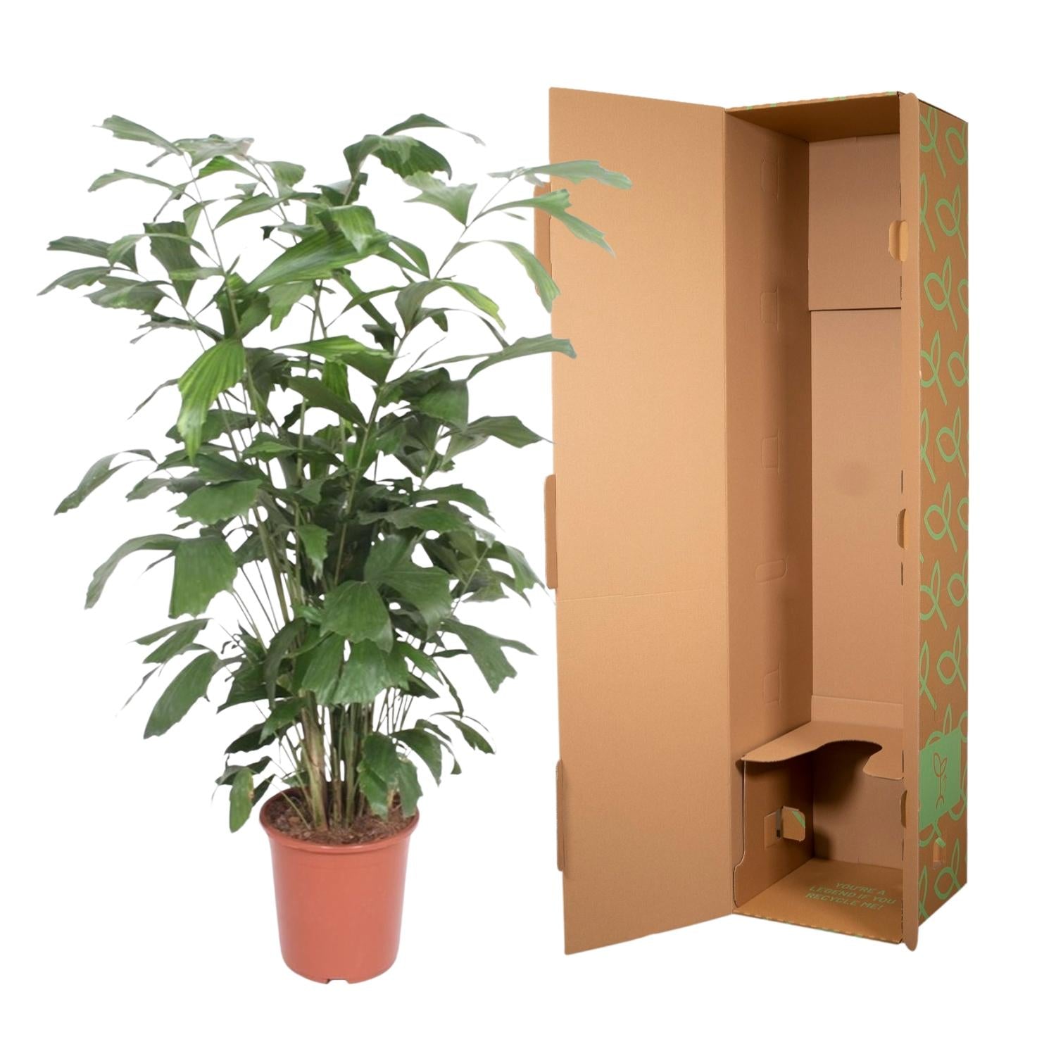 Caryota Mitis Ø 27 H 140 cm 3