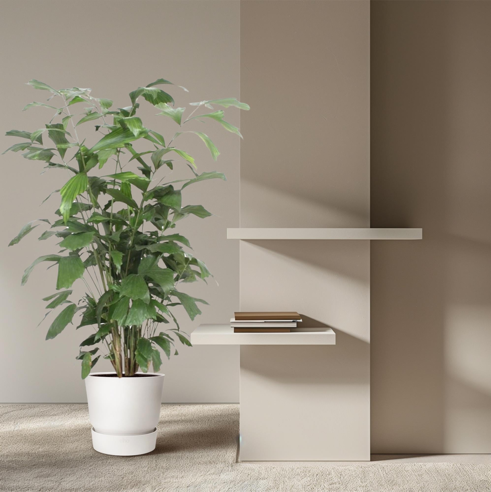 Caryota Mitis Ø 27 H 140 cm 4