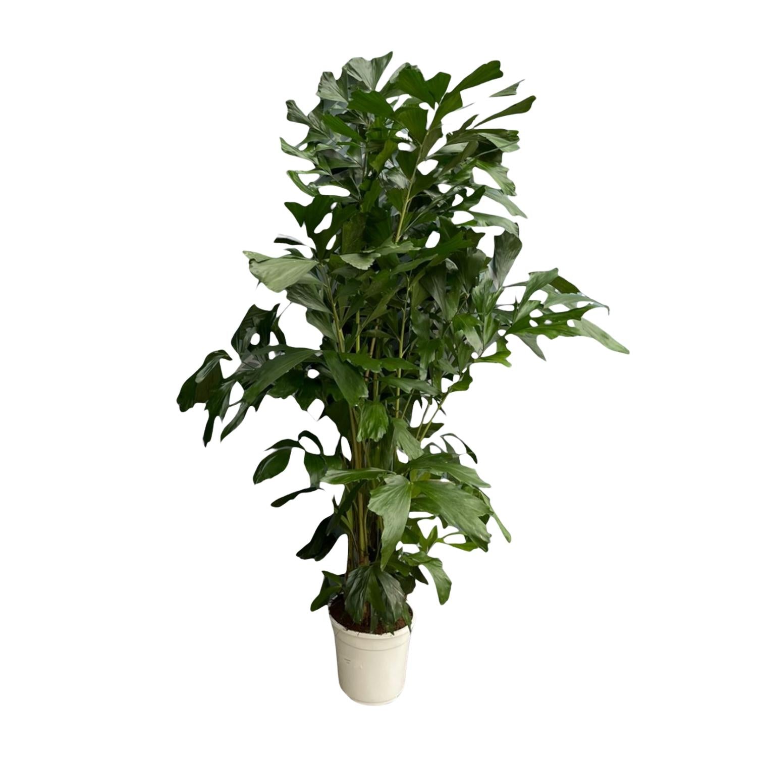 Caryota Mitis Ø 27 H 180 cm