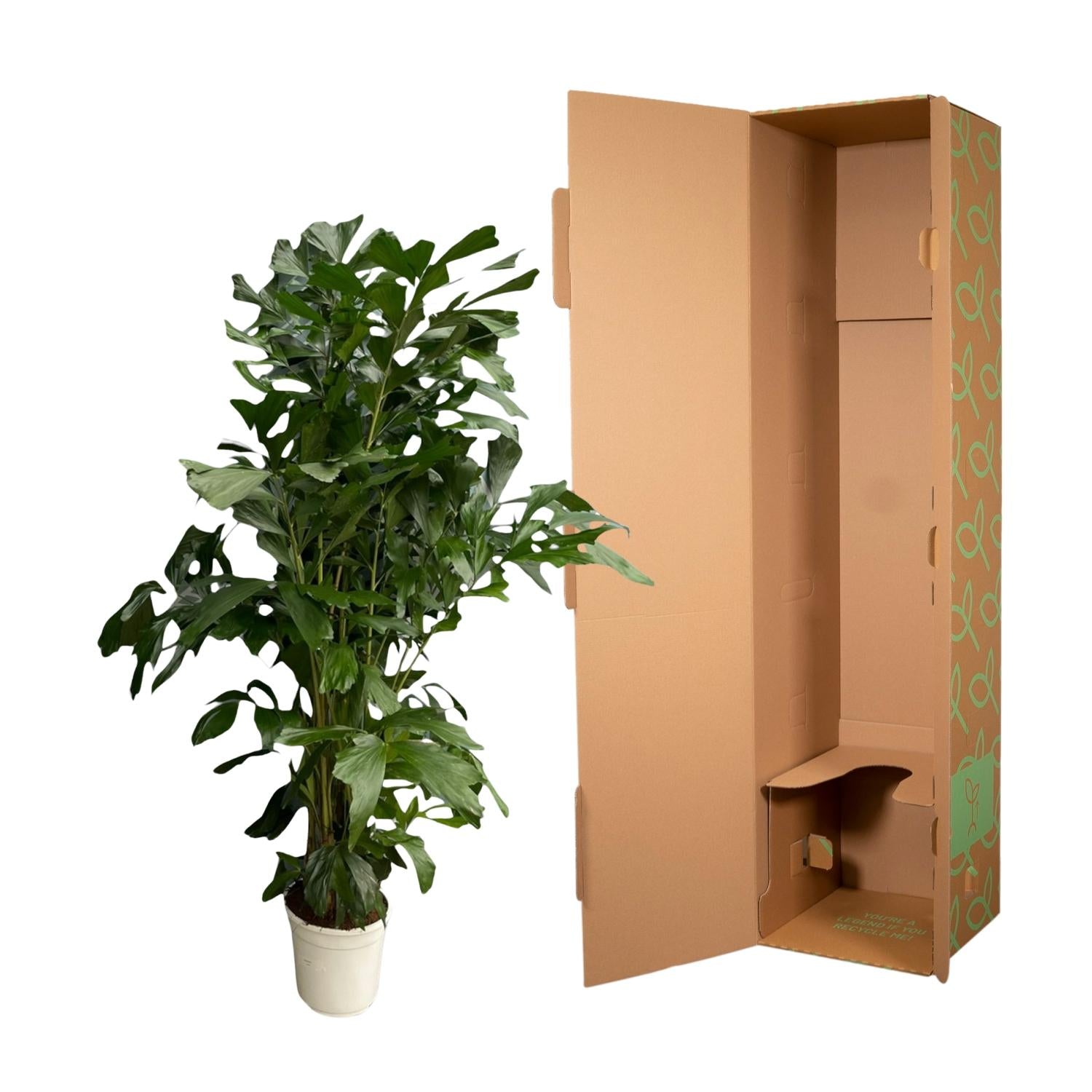Caryota Mitis Ø 27 H 180 cm 3