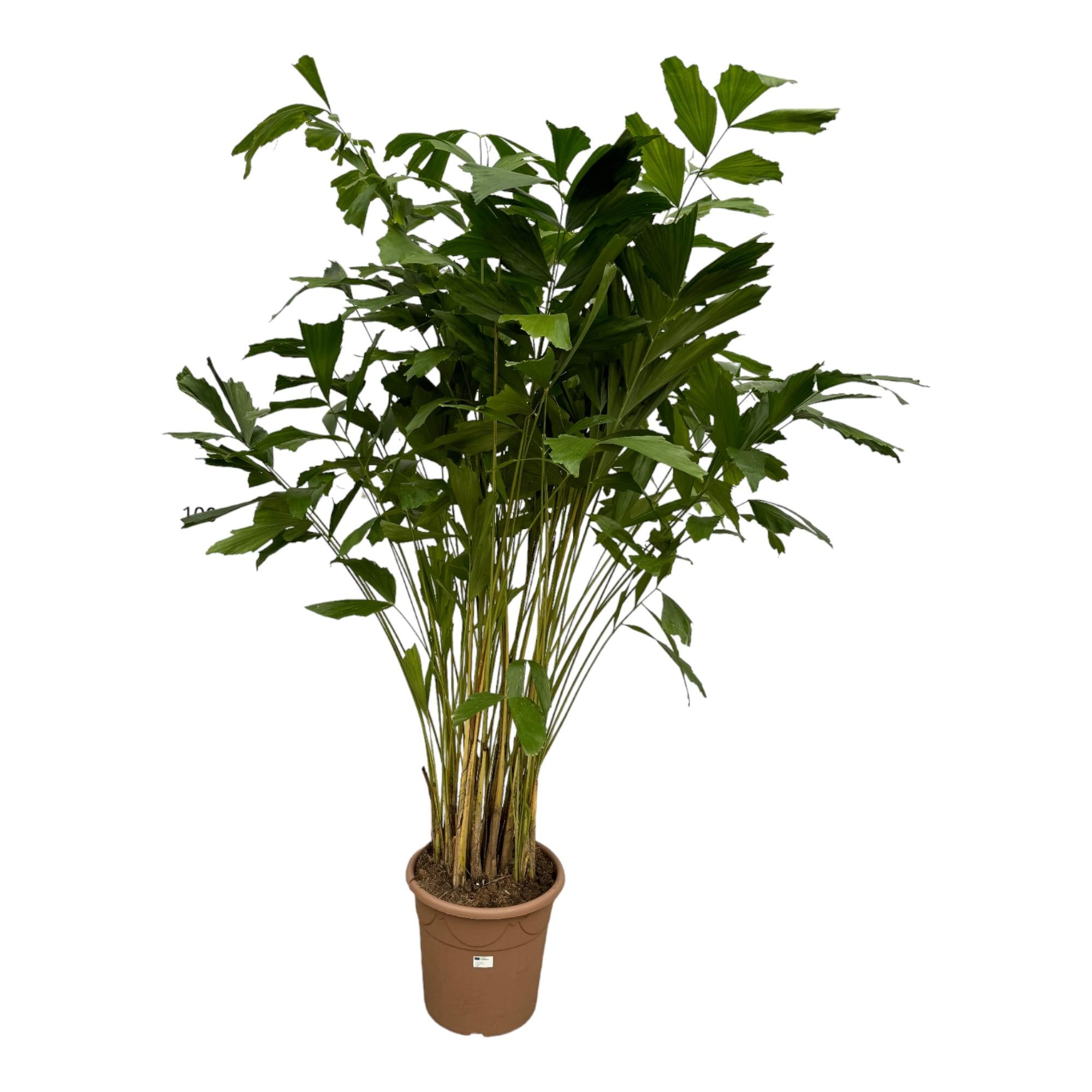 Caryota Mitis Ø 32 H 250 cm