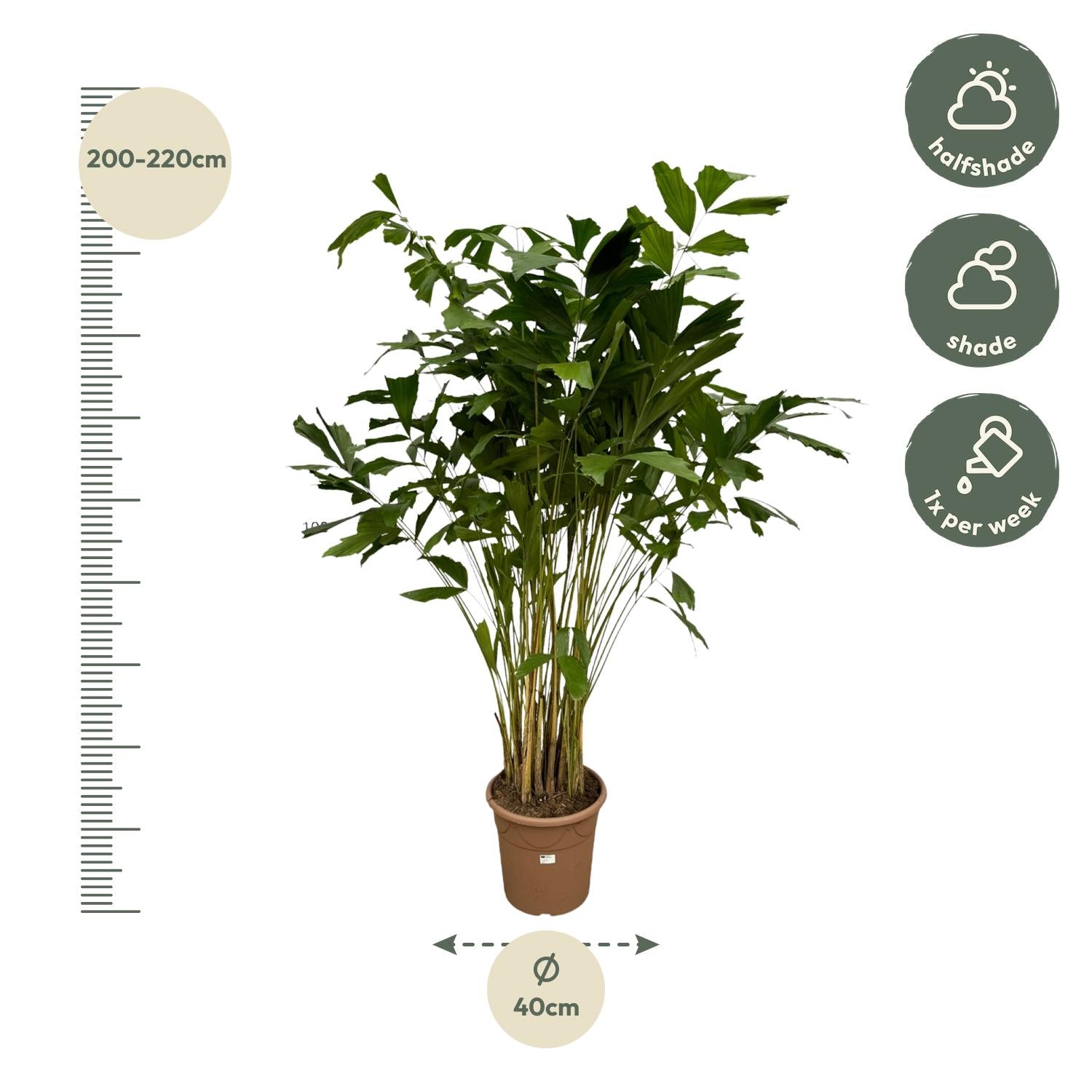 Caryota Mitis Ø 32 H 250 cm 2