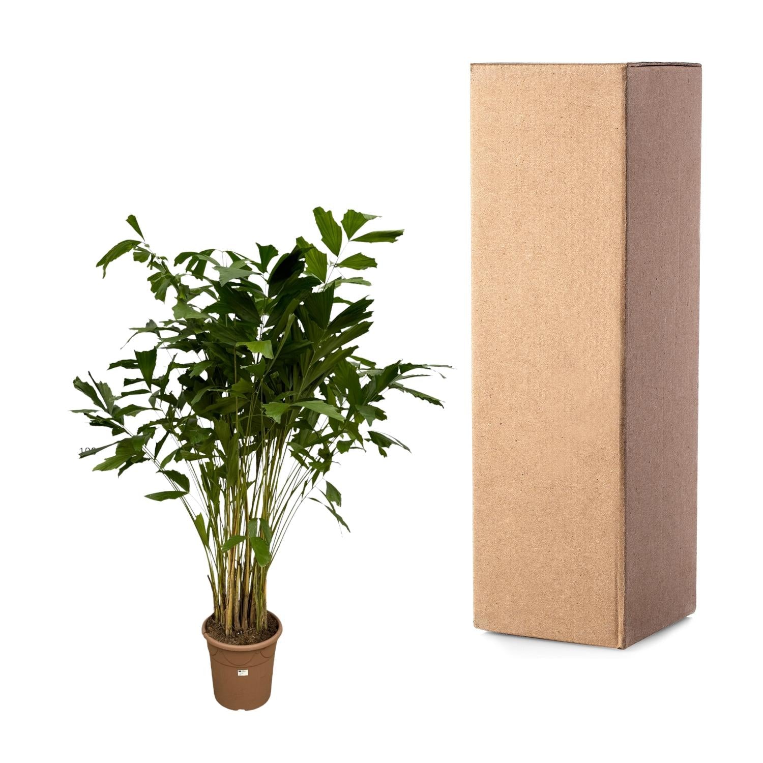 Caryota Mitis Ø 32 H 250 cm 3