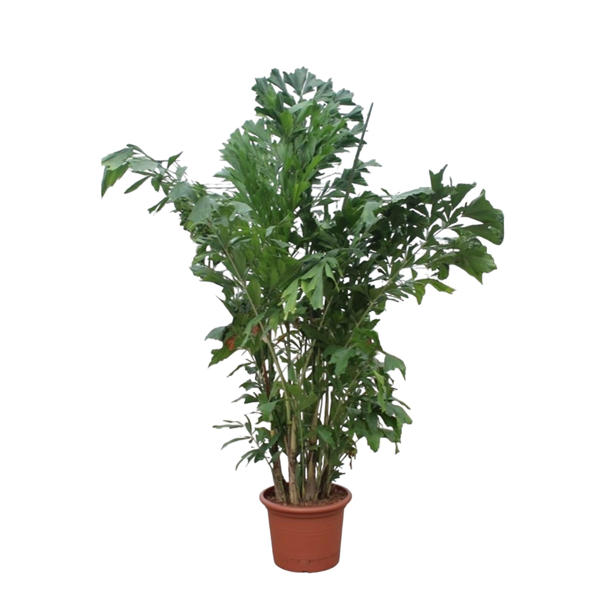 Caryota Mitis Ø 45 H 220 cm