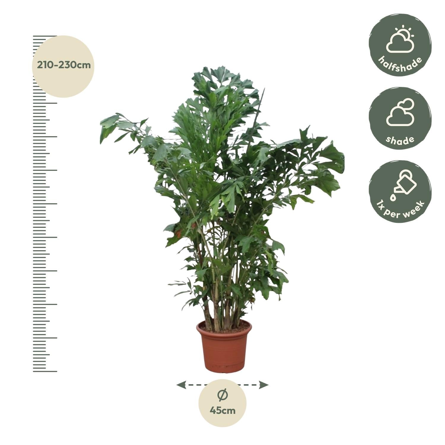 Caryota Mitis Ø 45 H 220 cm 2