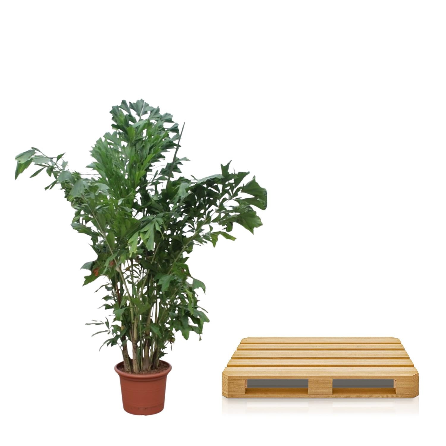 Caryota Mitis Ø 45 H 220 cm 3