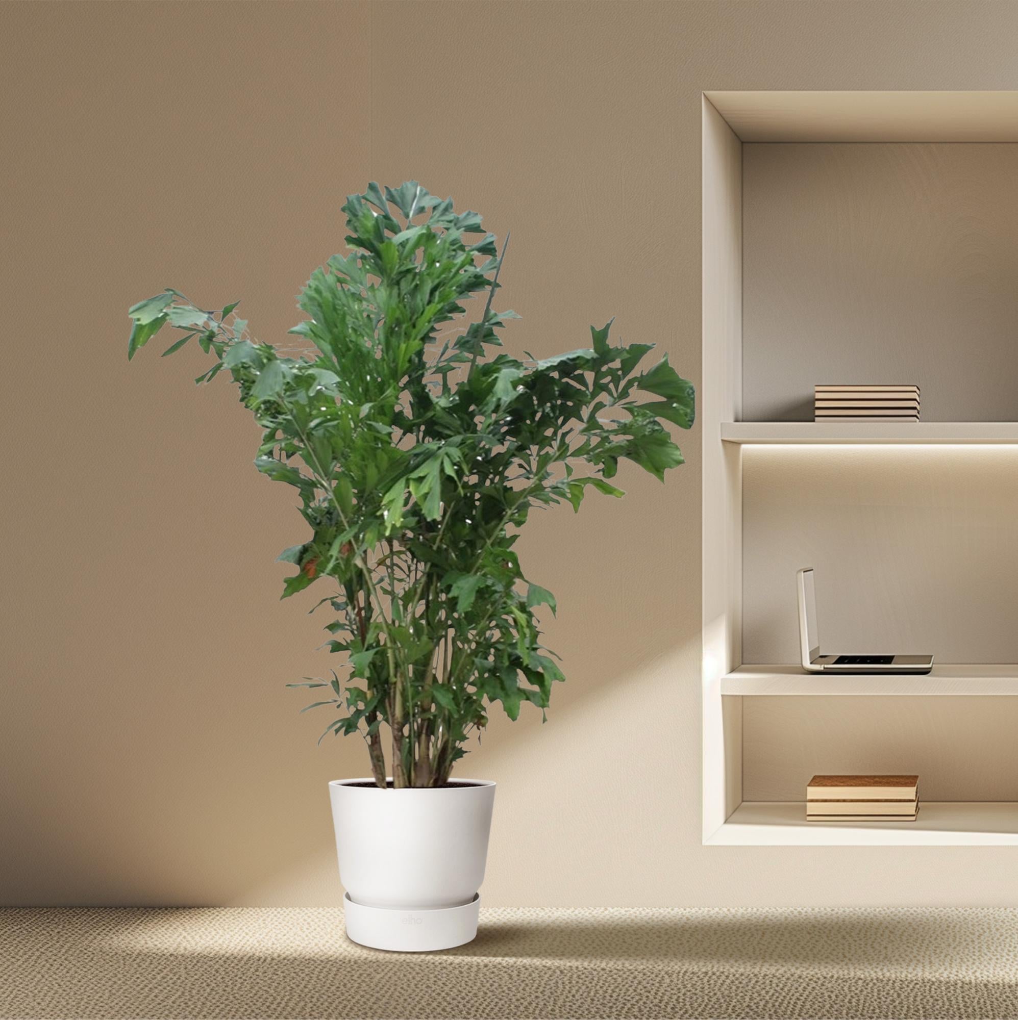 Caryota Mitis Ø 45 H 220 cm 4