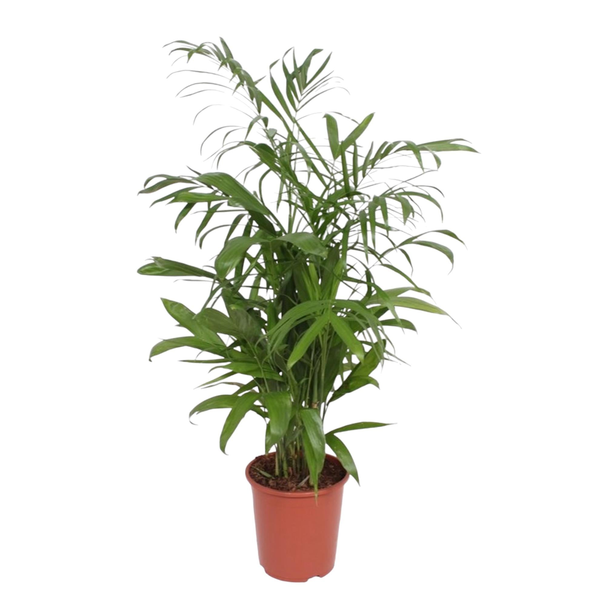 Chamaedorea Seifrizii Ø 27 H 140 cm