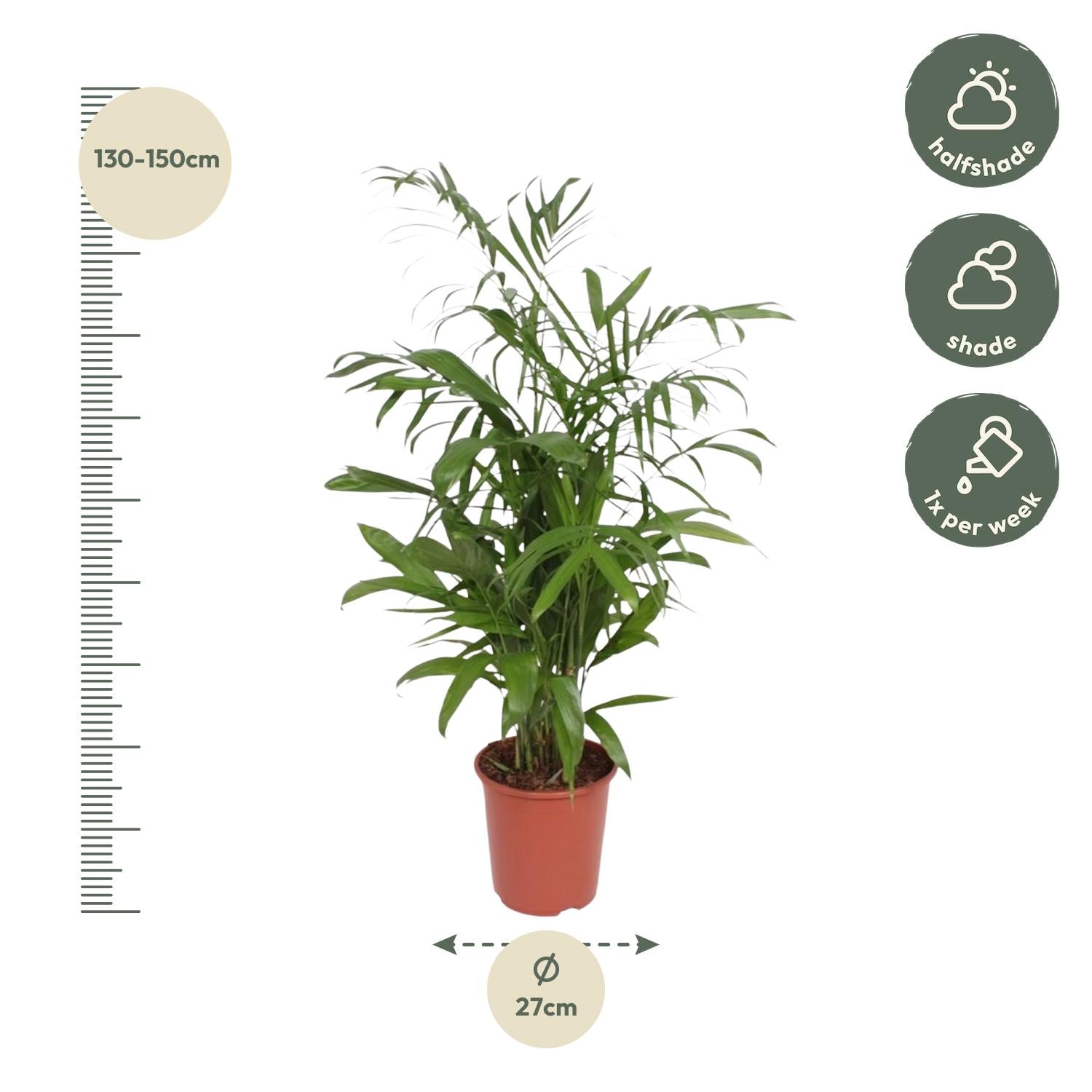 Chamaedorea Seifrizii Ø 27 H 140 cm 2
