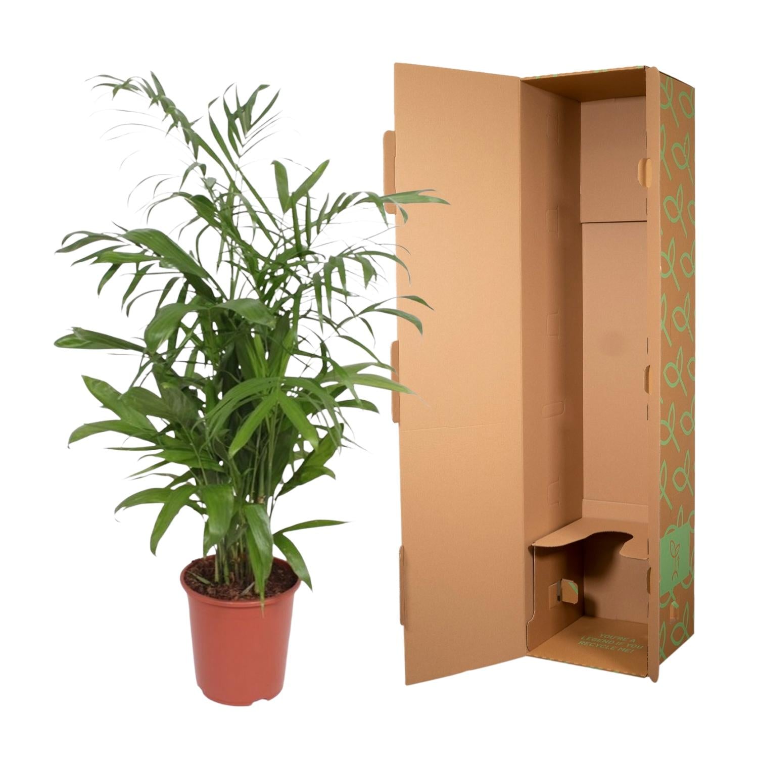 Chamaedorea Seifrizii Ø 27 H 140 cm 3