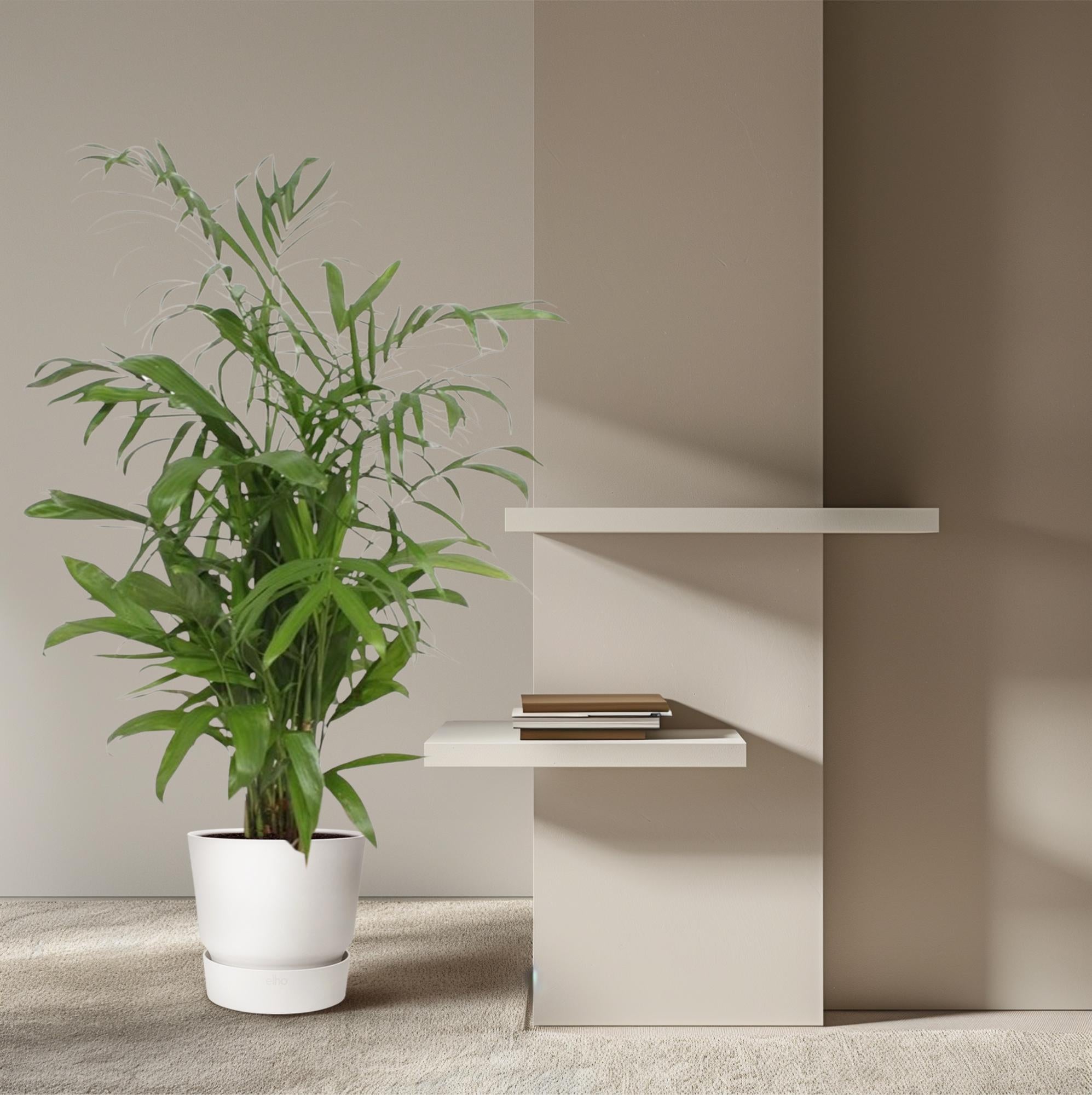 Chamaedorea Seifrizii Ø 27 H 140 cm 4
