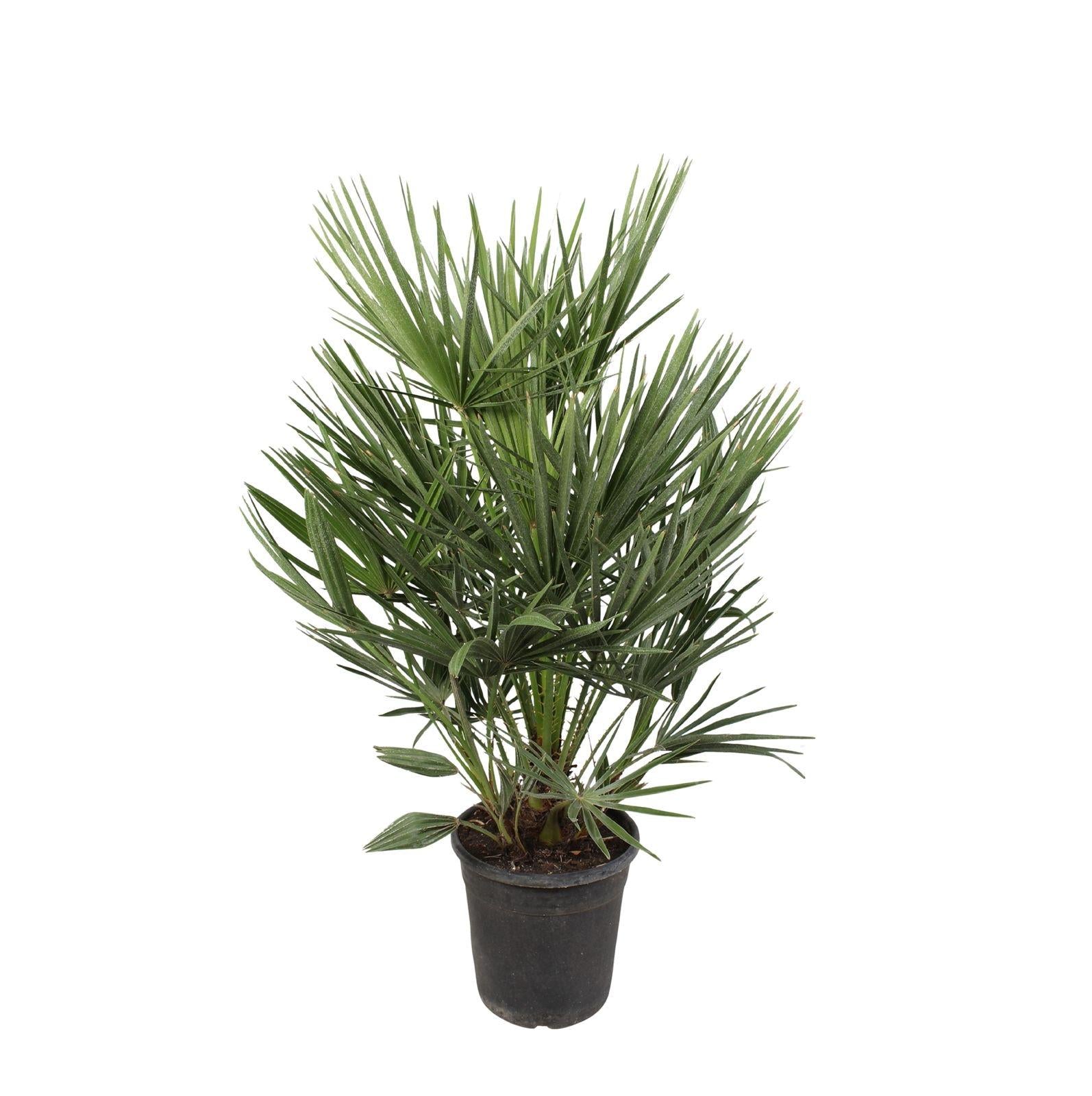 Chamaerops Humilis Ø 21 H 100 cm