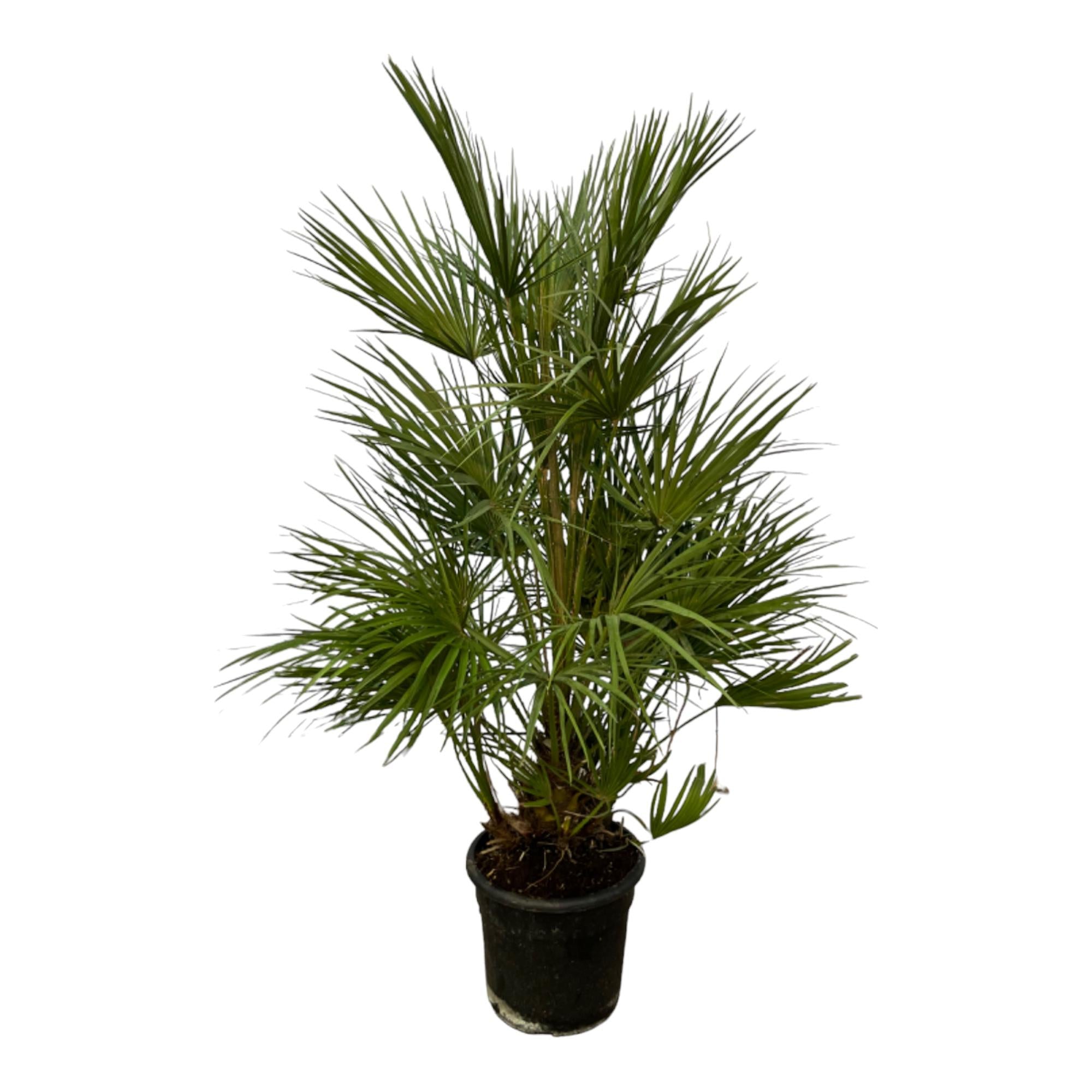 Chamaerops Humilis Ø 24 H 130 cm