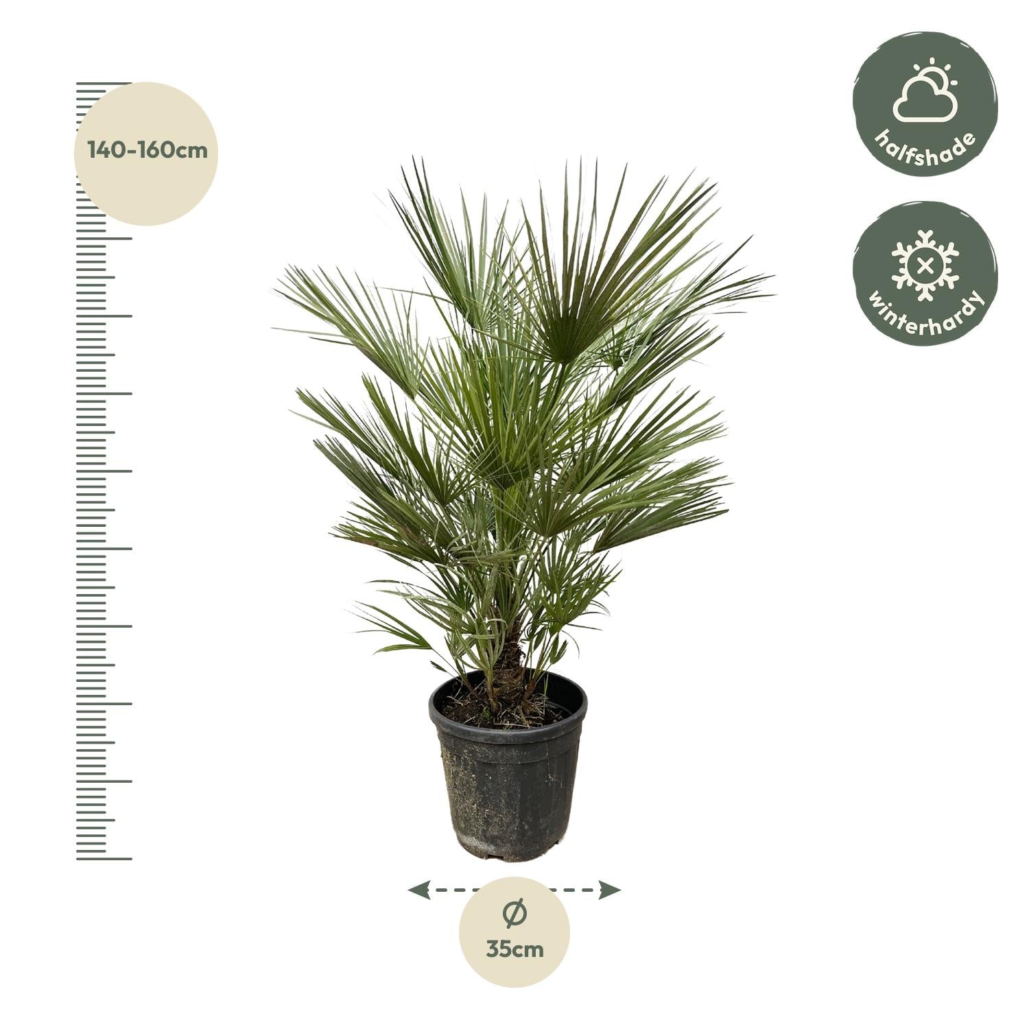 Chamaerops Humilis Ø 30 H 150 cm 2