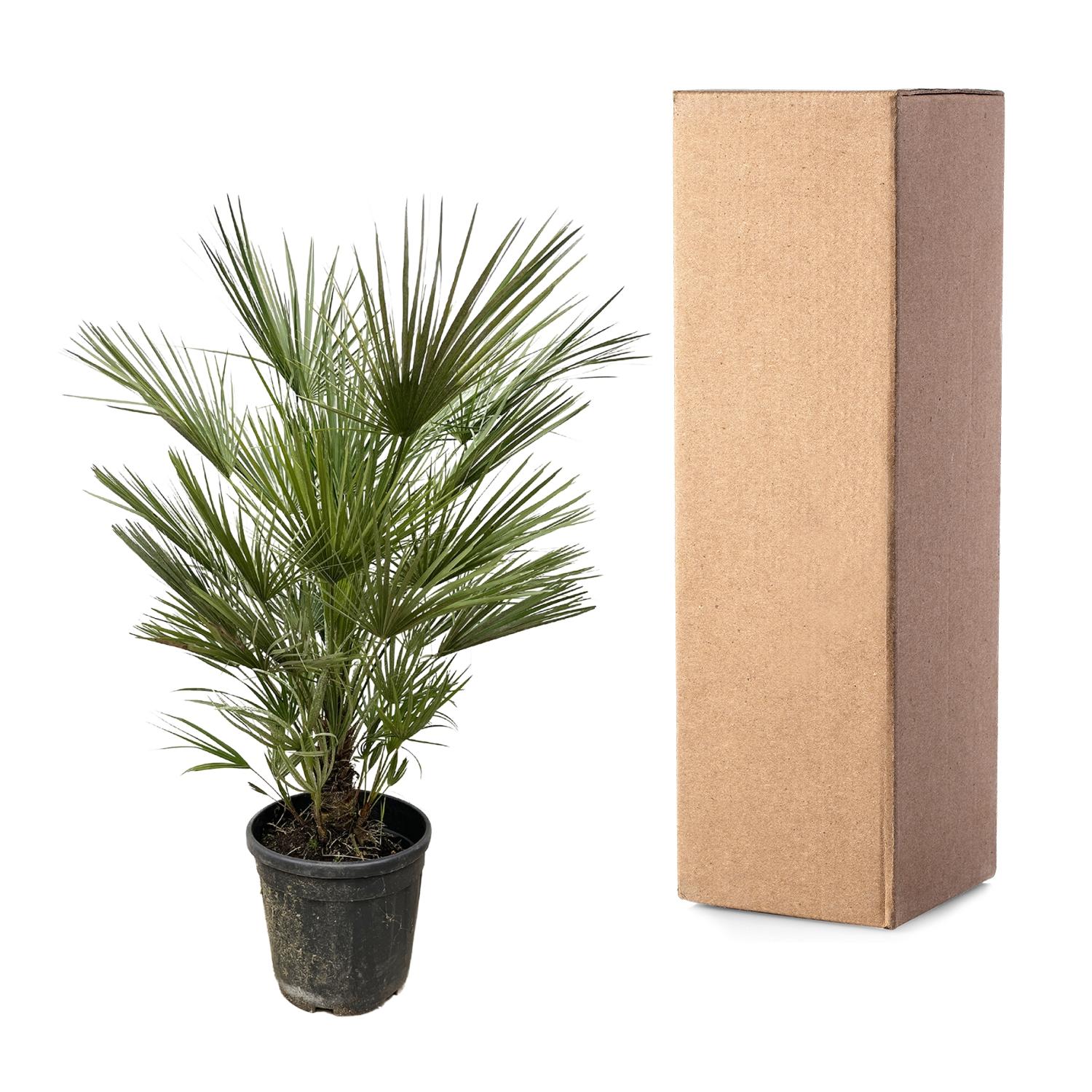 Chamaerops Humilis Ø 30 H 150 cm 3