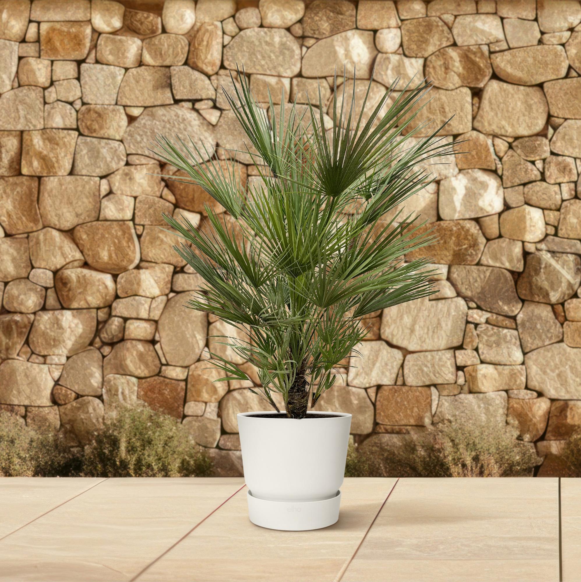 Chamaerops Humilis Ø 30 H 150 cm 4