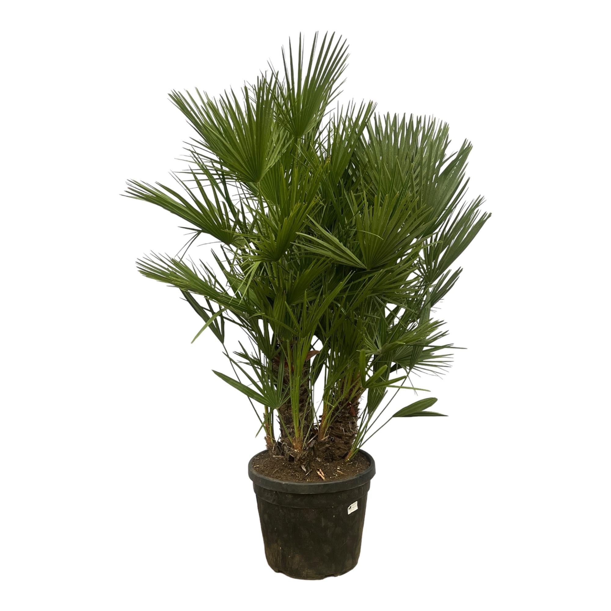 Chamaerops Humilis (multi stam) Ø 45 H 180 cm