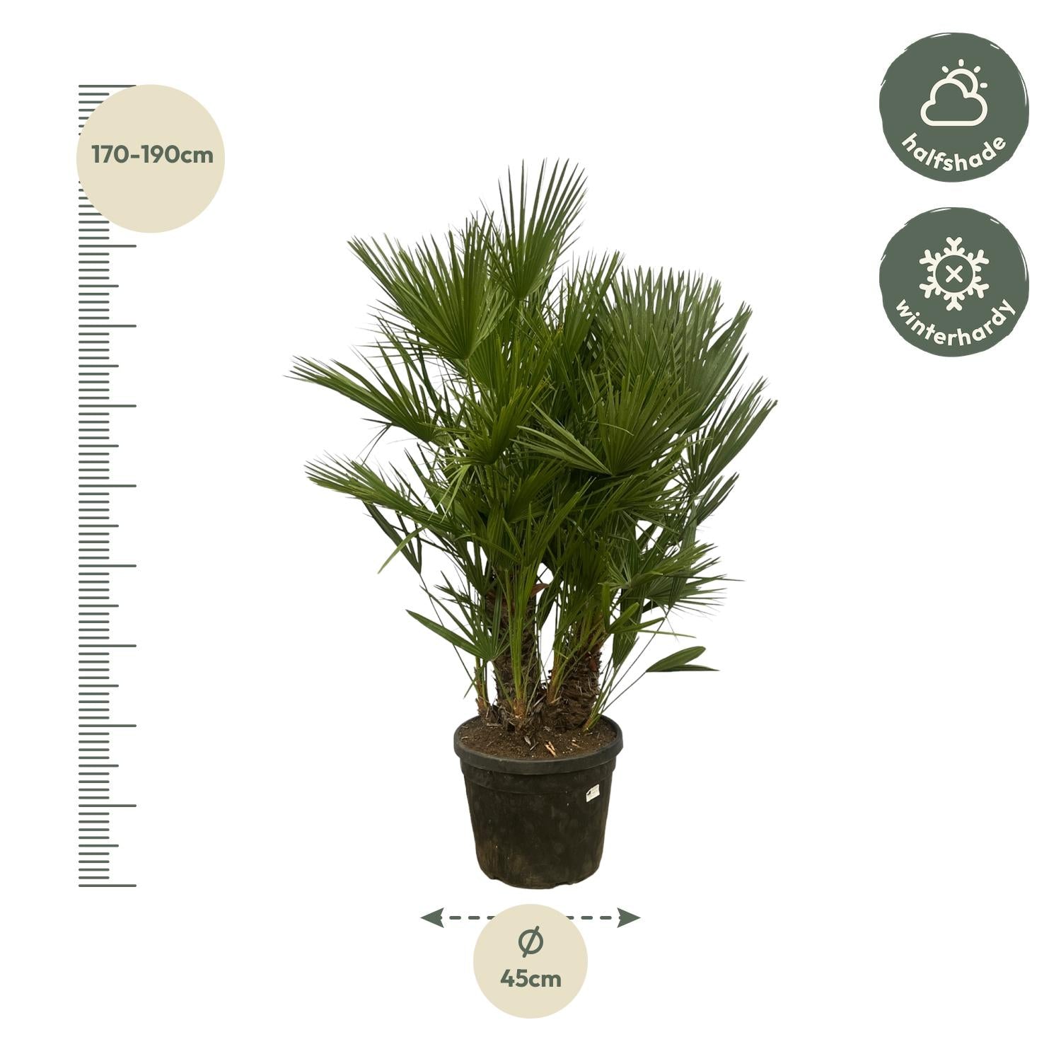 Chamaerops Humilis (multi stam) Ø 45 H 180 cm 2