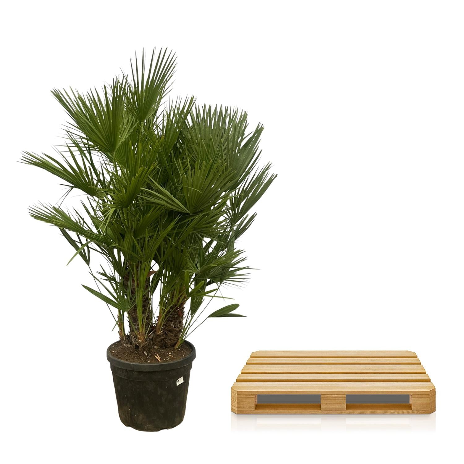 Chamaerops Humilis (multi stam) Ø 45 H 180 cm 3