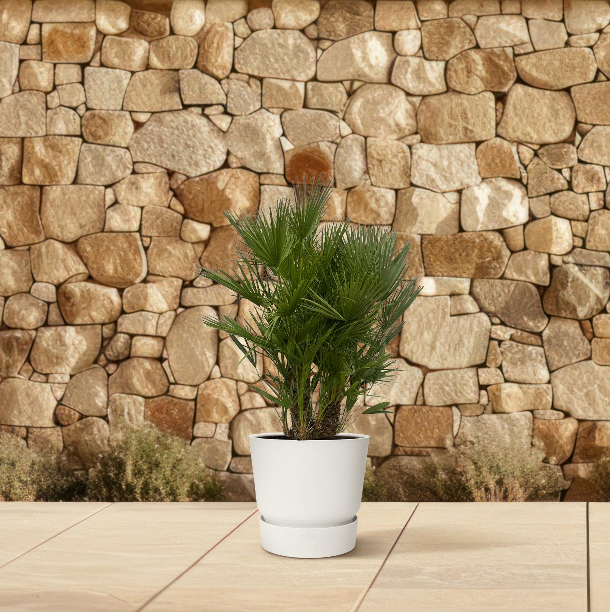 Chamaerops Humilis (multi stam) Ø 45 H 180 cm 4