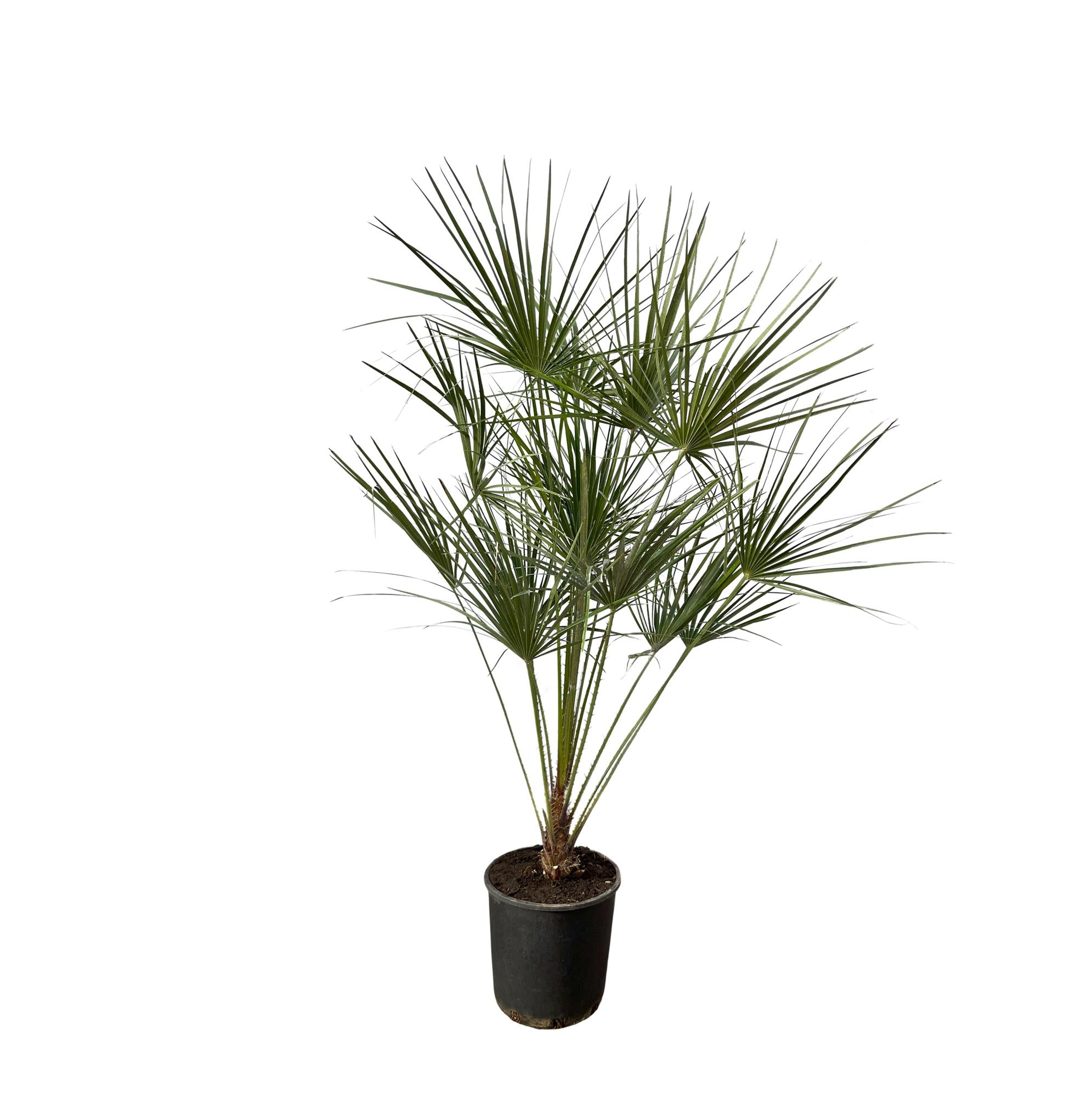 Chamaerops Humilis (op stam) Ø 24 H 160 cm