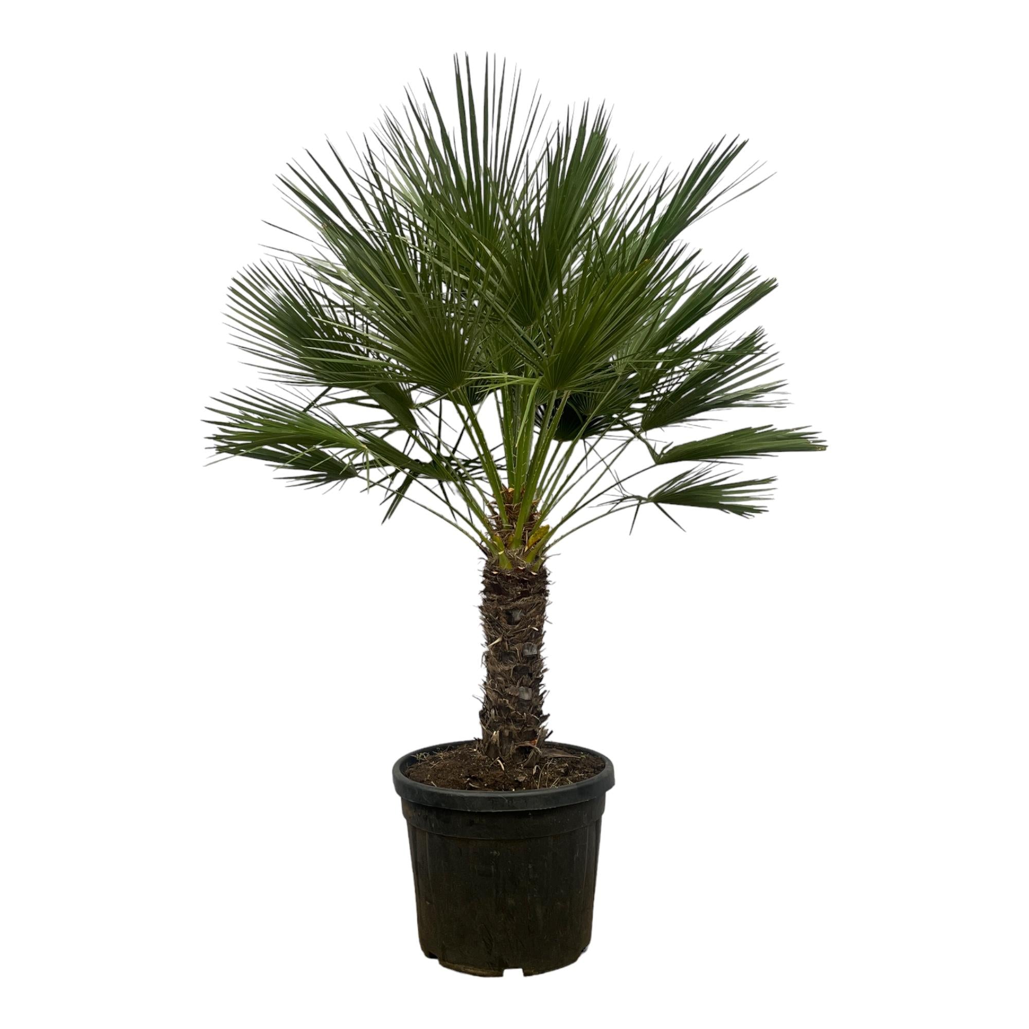Chamaerops Humilis (op stam) Ø 45 H 150 cm