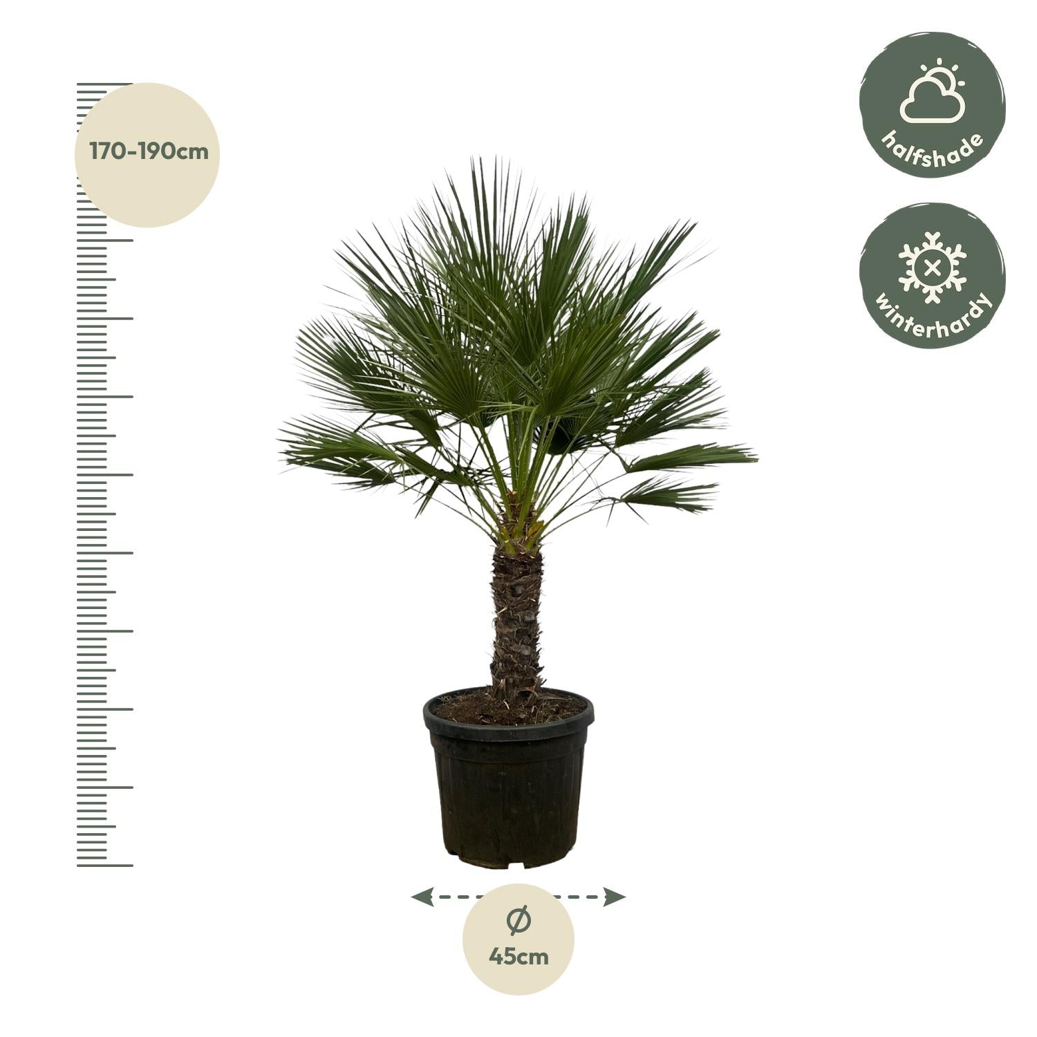 Chamaerops Humilis (op stam) Ø 45 H 150 cm 2