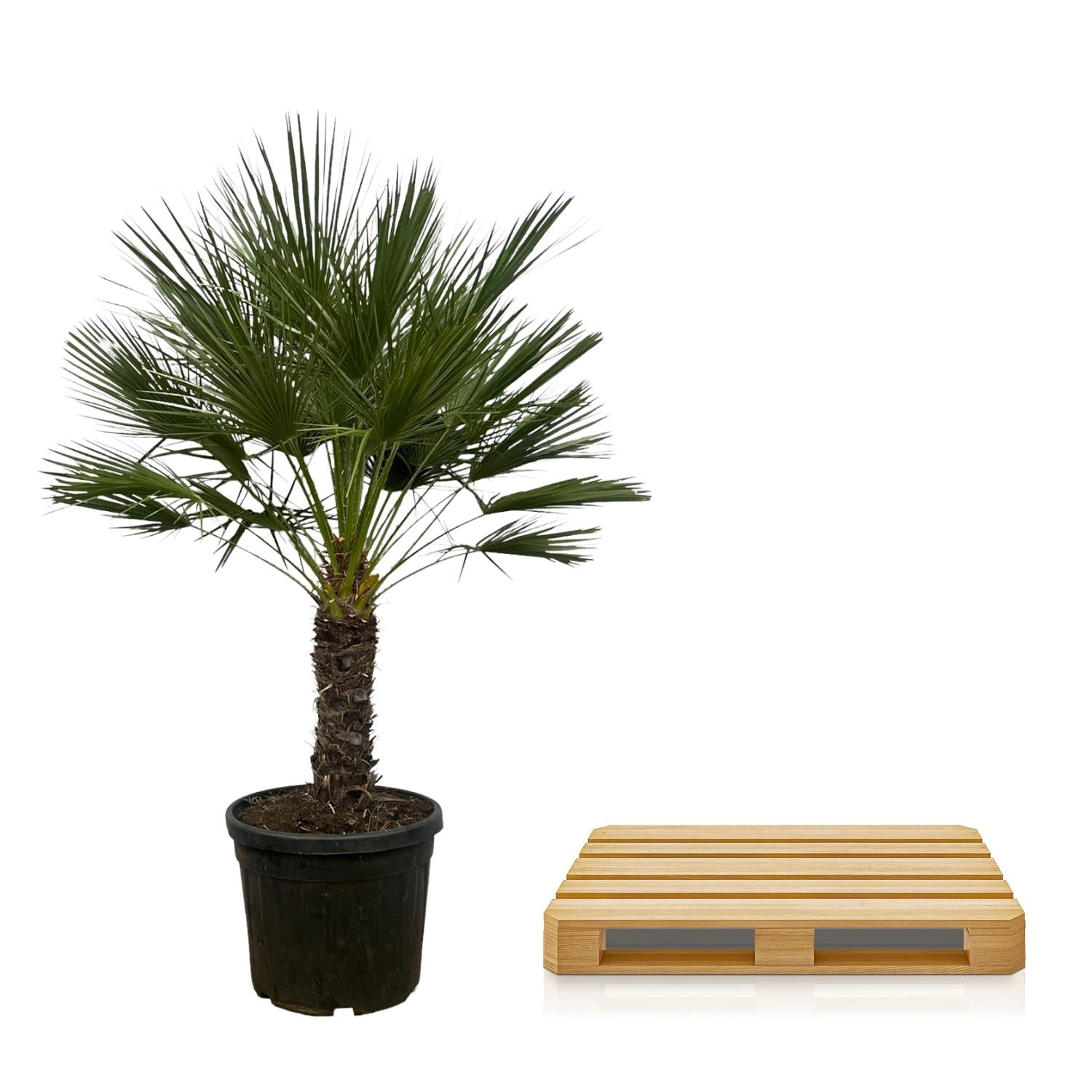 Chamaerops Humilis (op stam) Ø 45 H 150 cm 3
