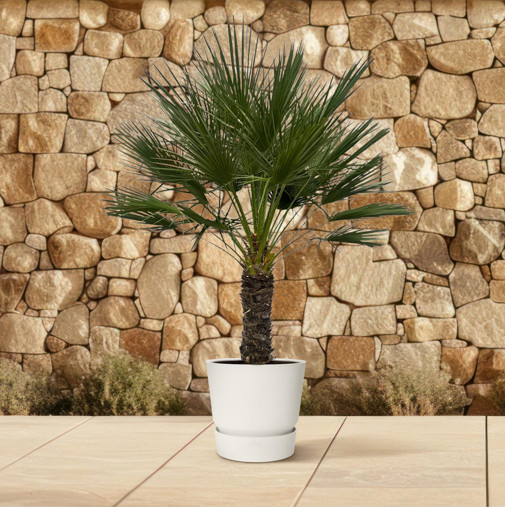 Chamaerops Humilis (op stam) Ø 45 H 150 cm 4