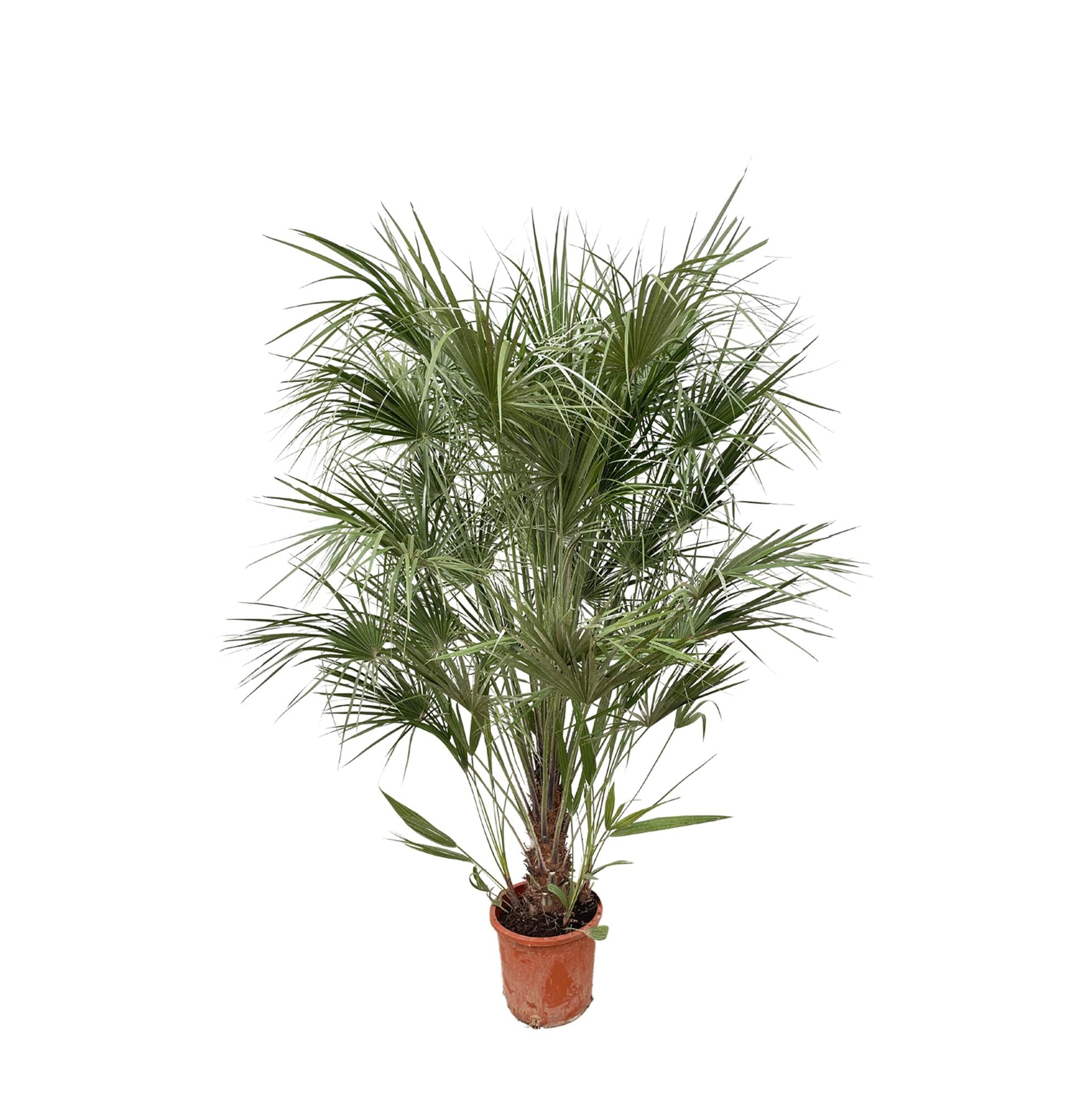 Chamaerops Humilis (struik) Ø 30 H 170 cm