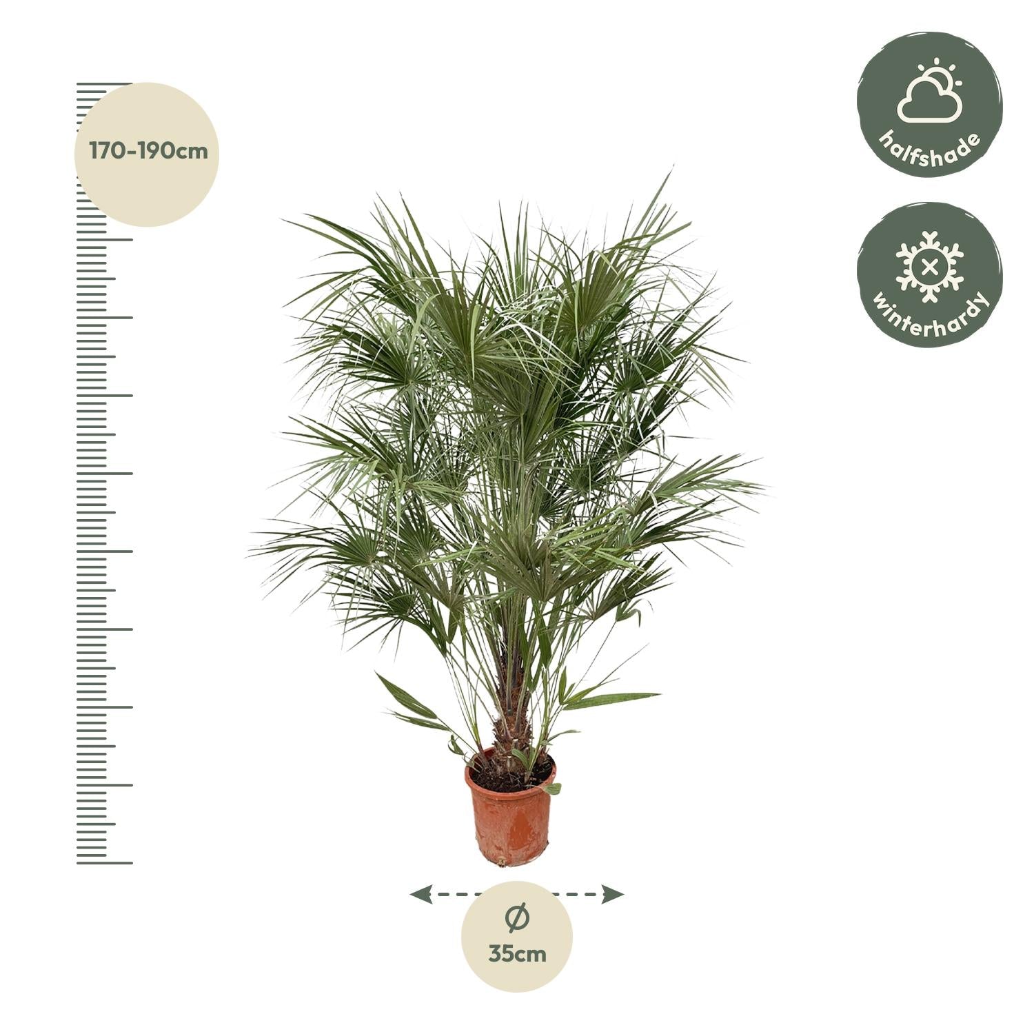 Chamaerops Humilis (struik) Ø 30 H 170 cm 2