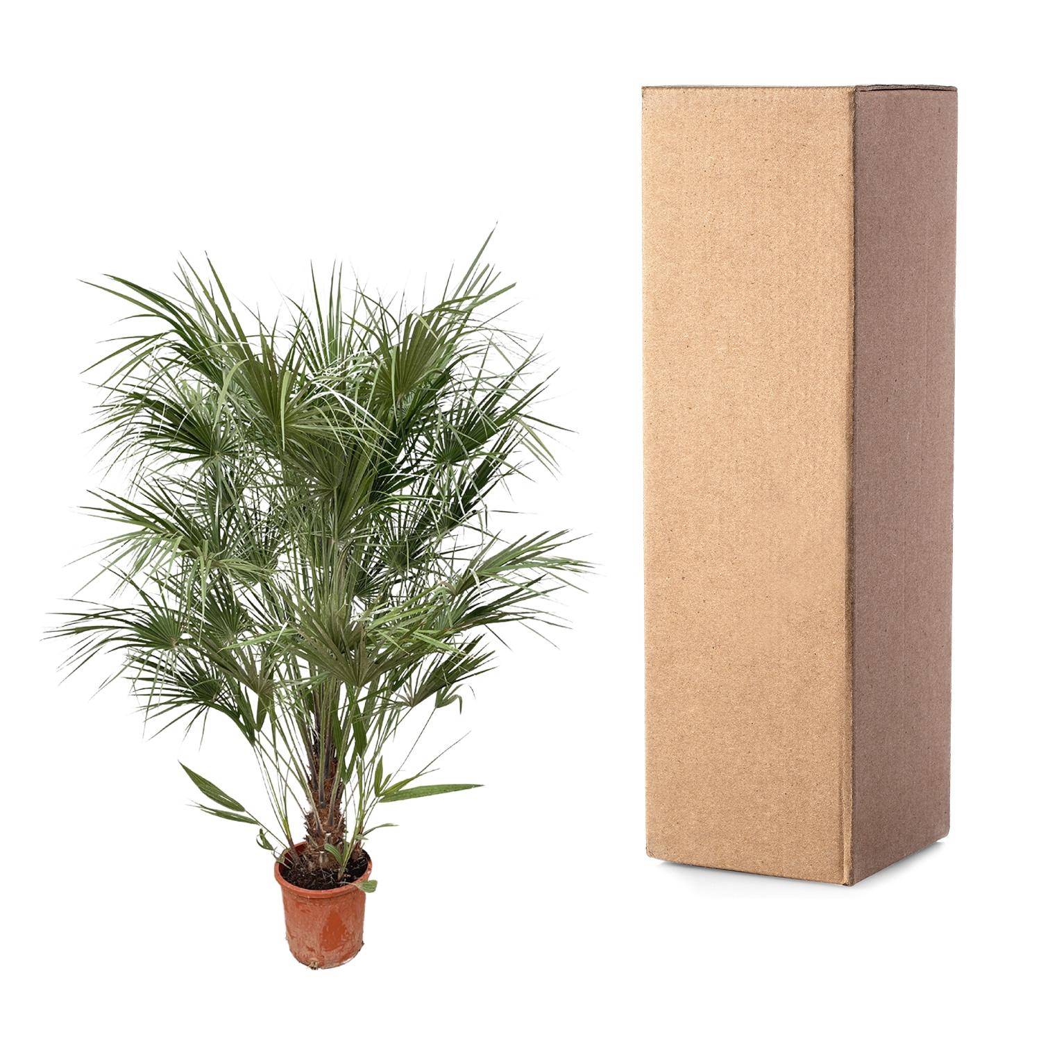 Chamaerops Humilis (struik) Ø 30 H 170 cm 3