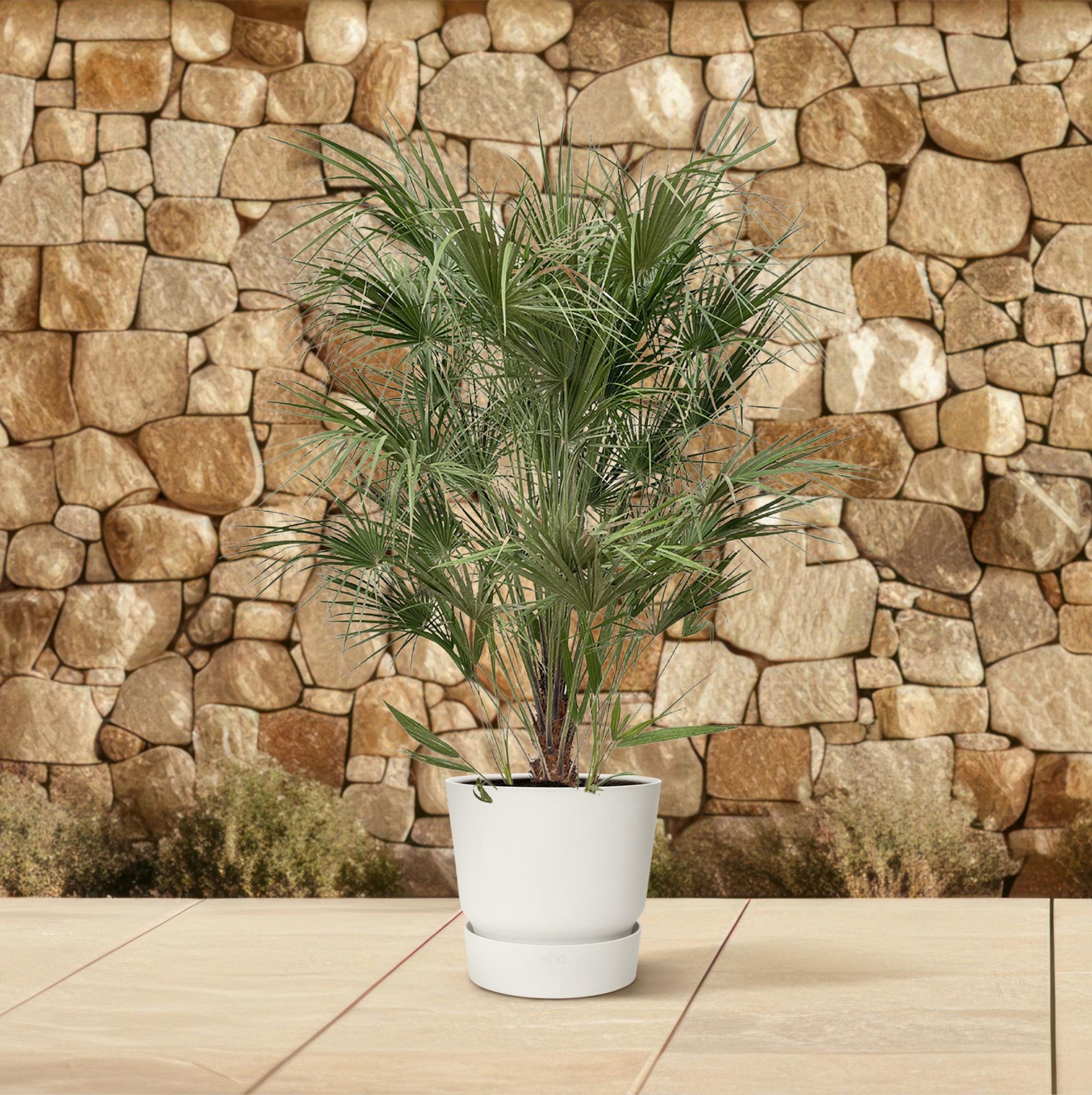 Chamaerops Humilis (struik) Ø 30 H 170 cm 4