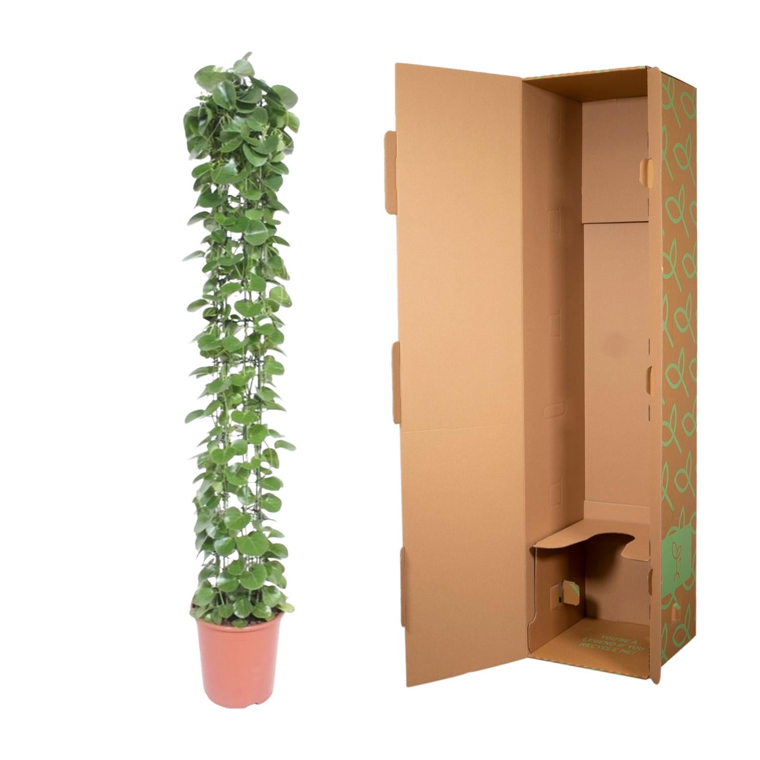 Cissus Rotundifolia Inclusief Gaasrek Ø 27 H 160 cm 3