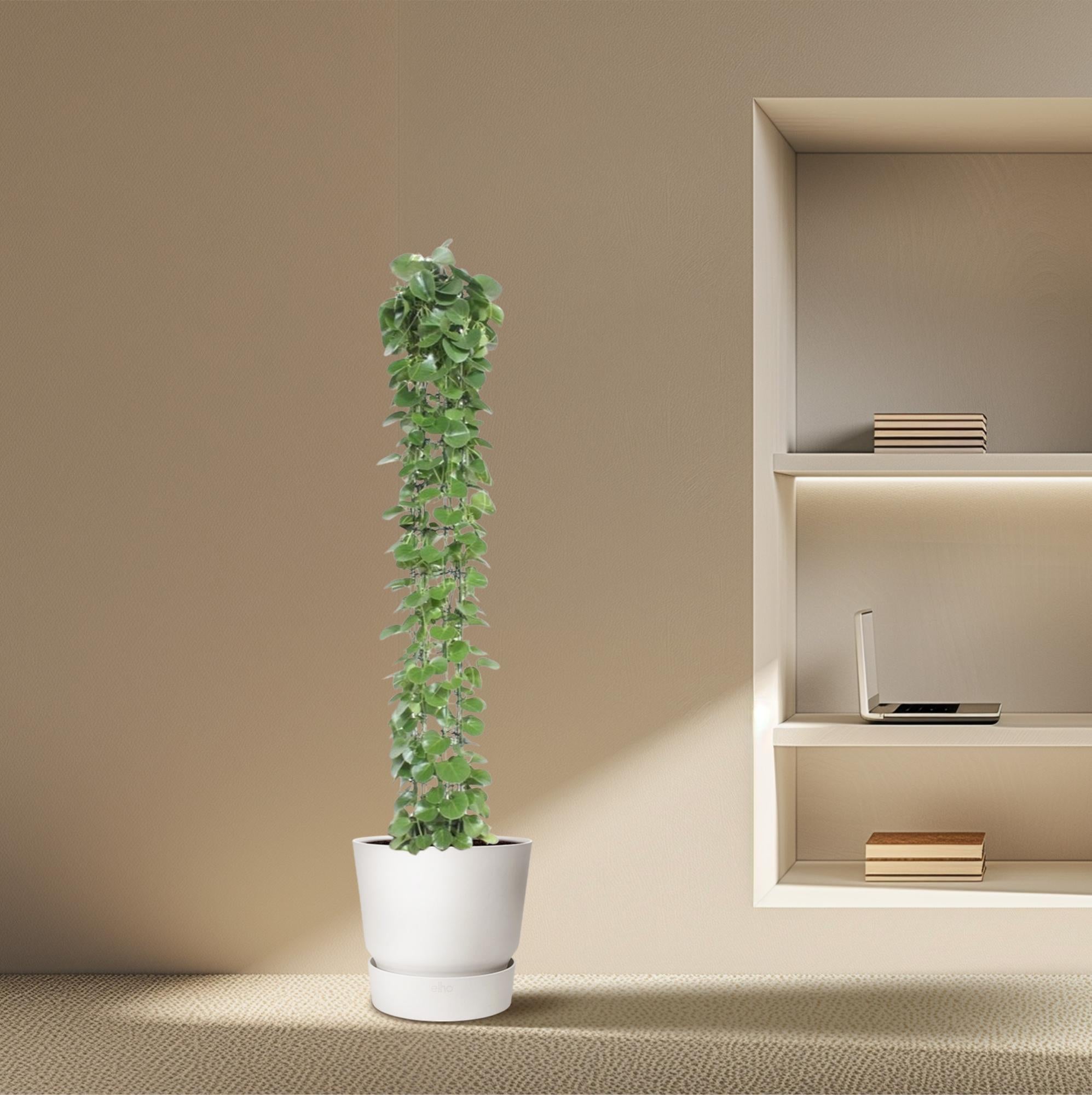 Cissus Rotundifolia Inclusief Gaasrek Ø 27 H 160 cm 4