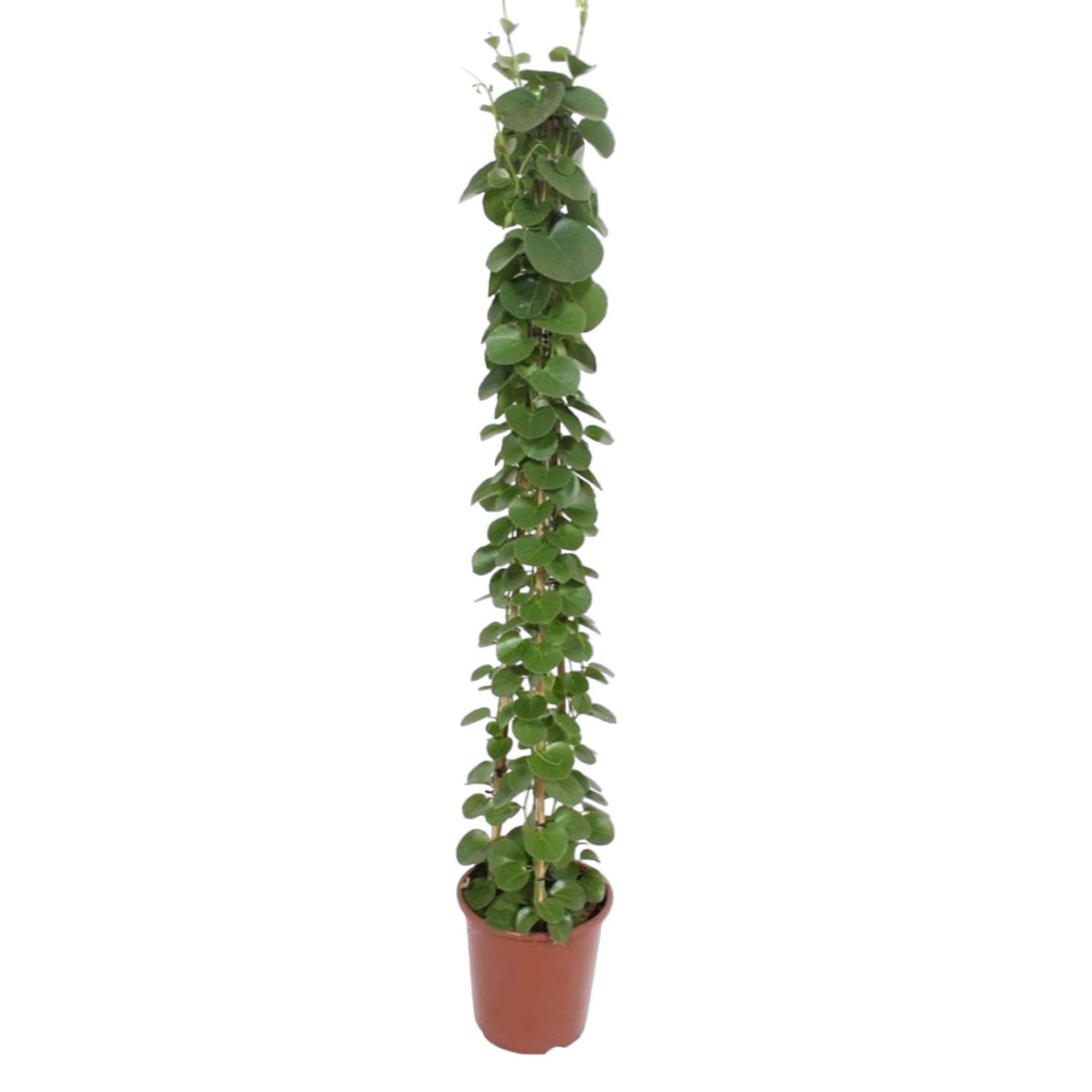 Cissus Rotundifolia Pyramide Ø 27 H 160 cm