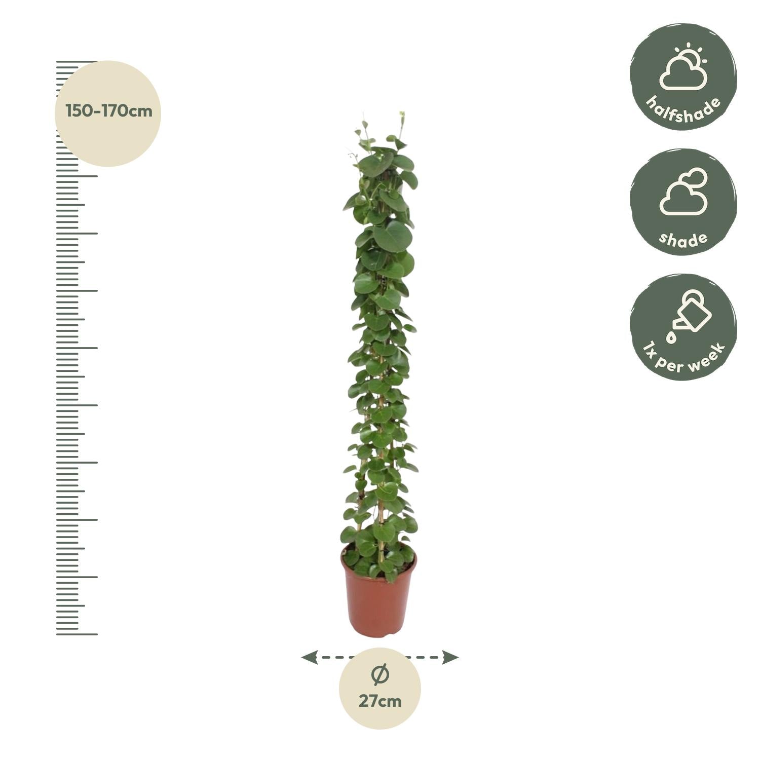 Cissus Rotundifolia Pyramide Ø 27 H 160 cm 2