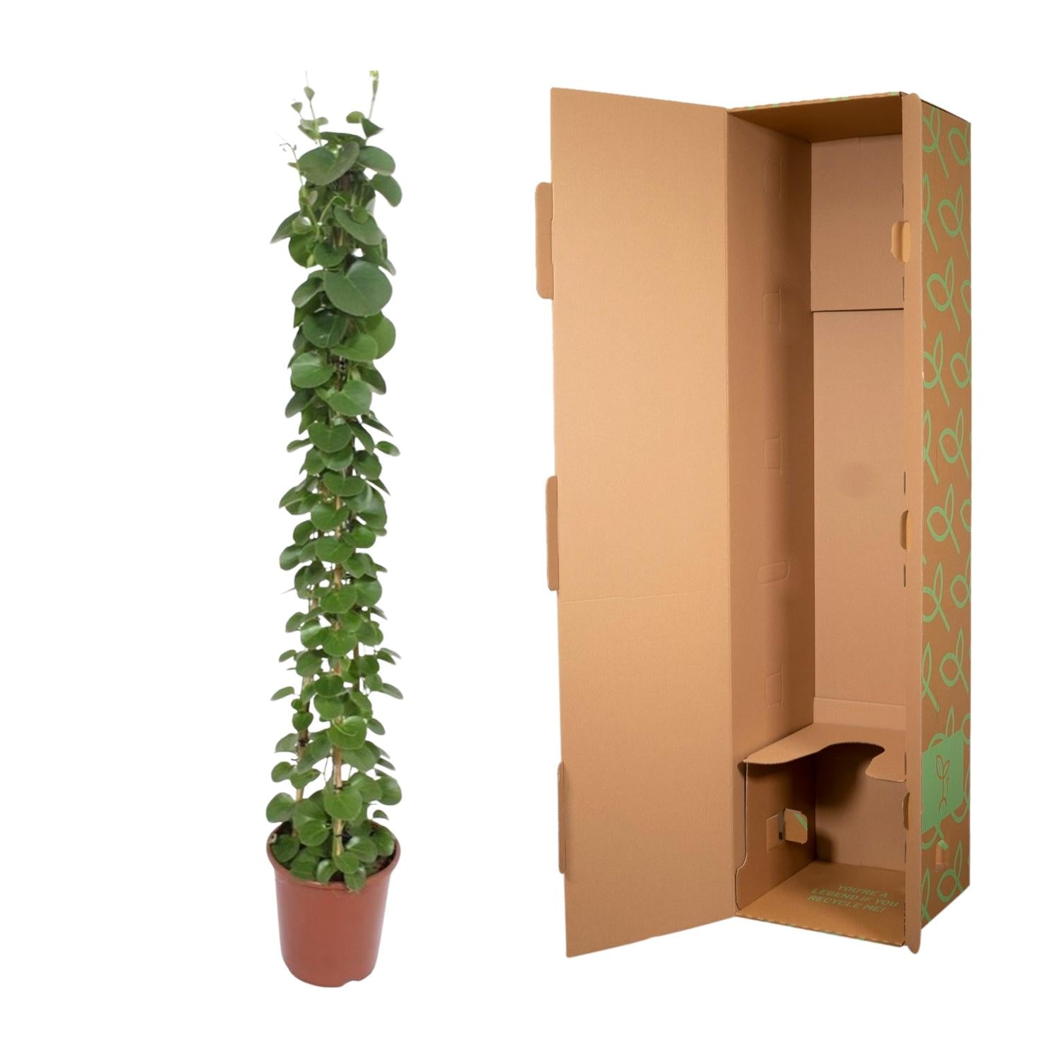 Cissus Rotundifolia Pyramide Ø 27 H 160 cm 3