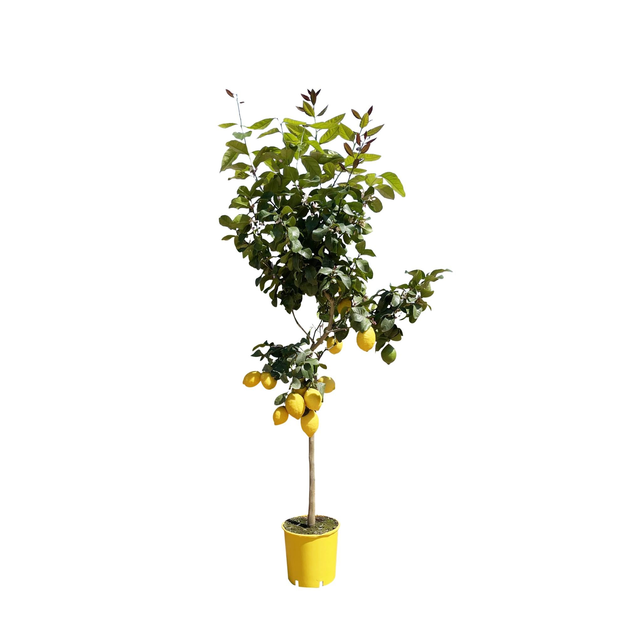 Citrus (Citroenboom) Ø 24 H 150 cm