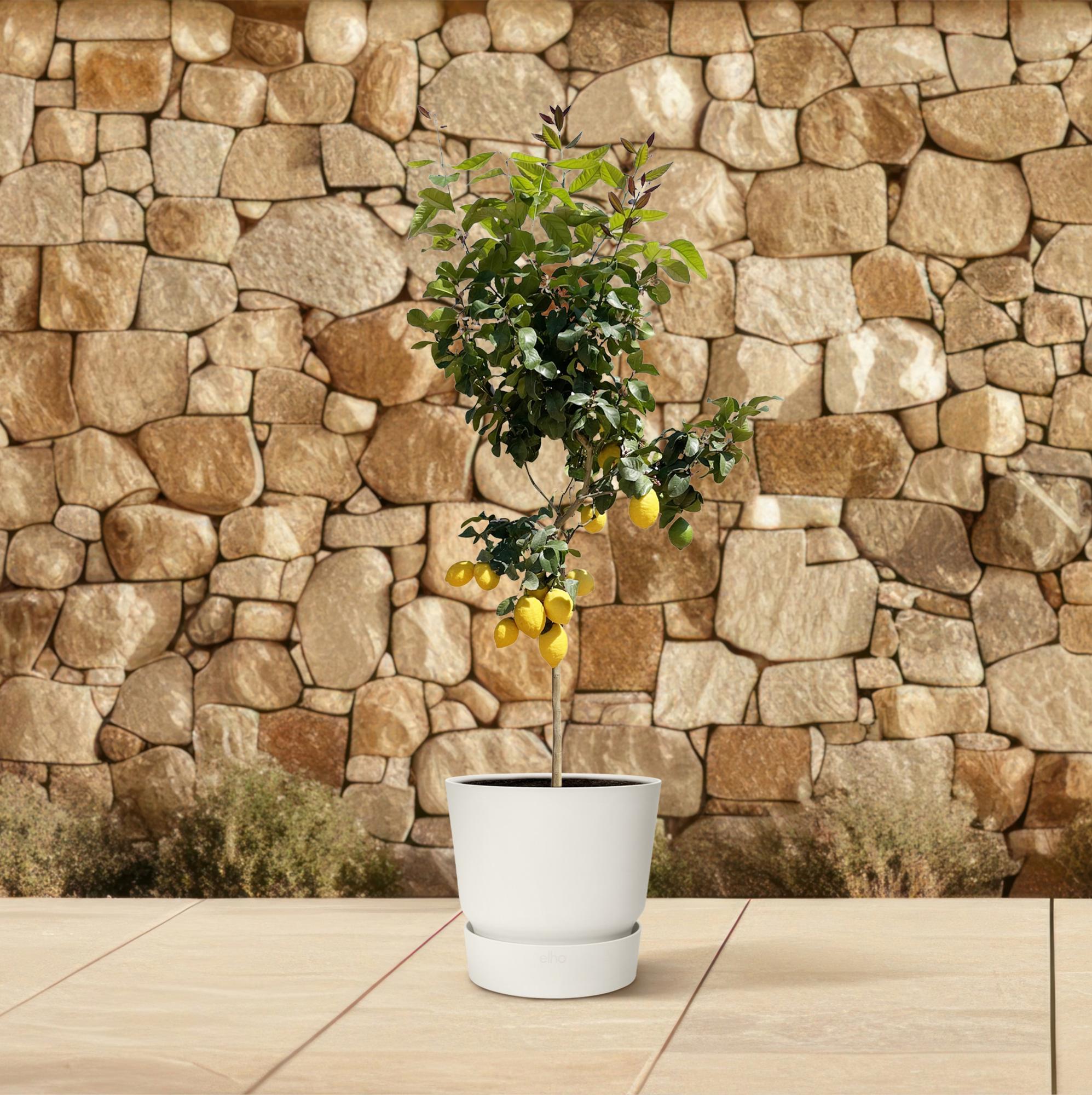 Citrus (Citroenboom) Ø 24 H 150 cm 4