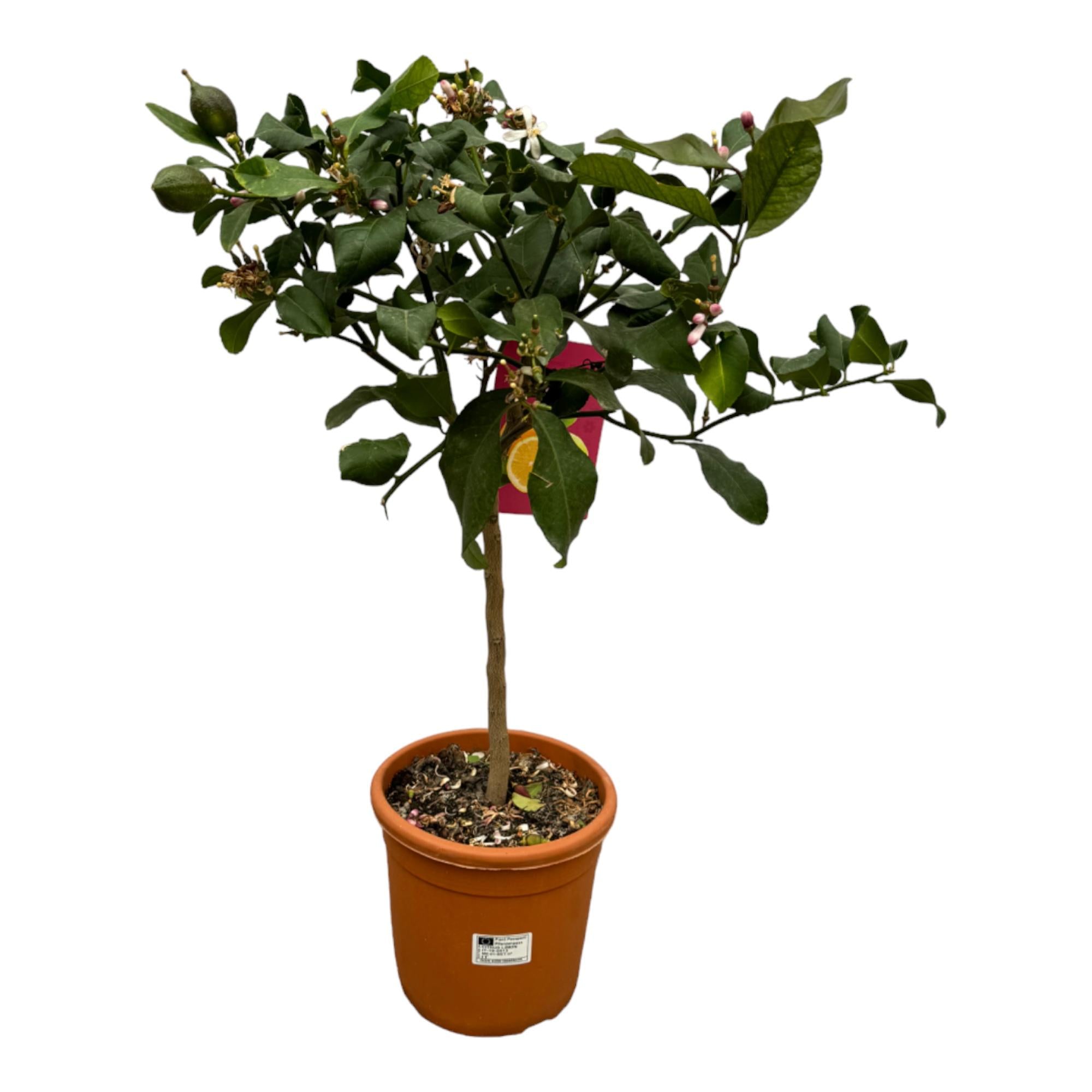 Citrus Lemon Ø 22 H 80 cm