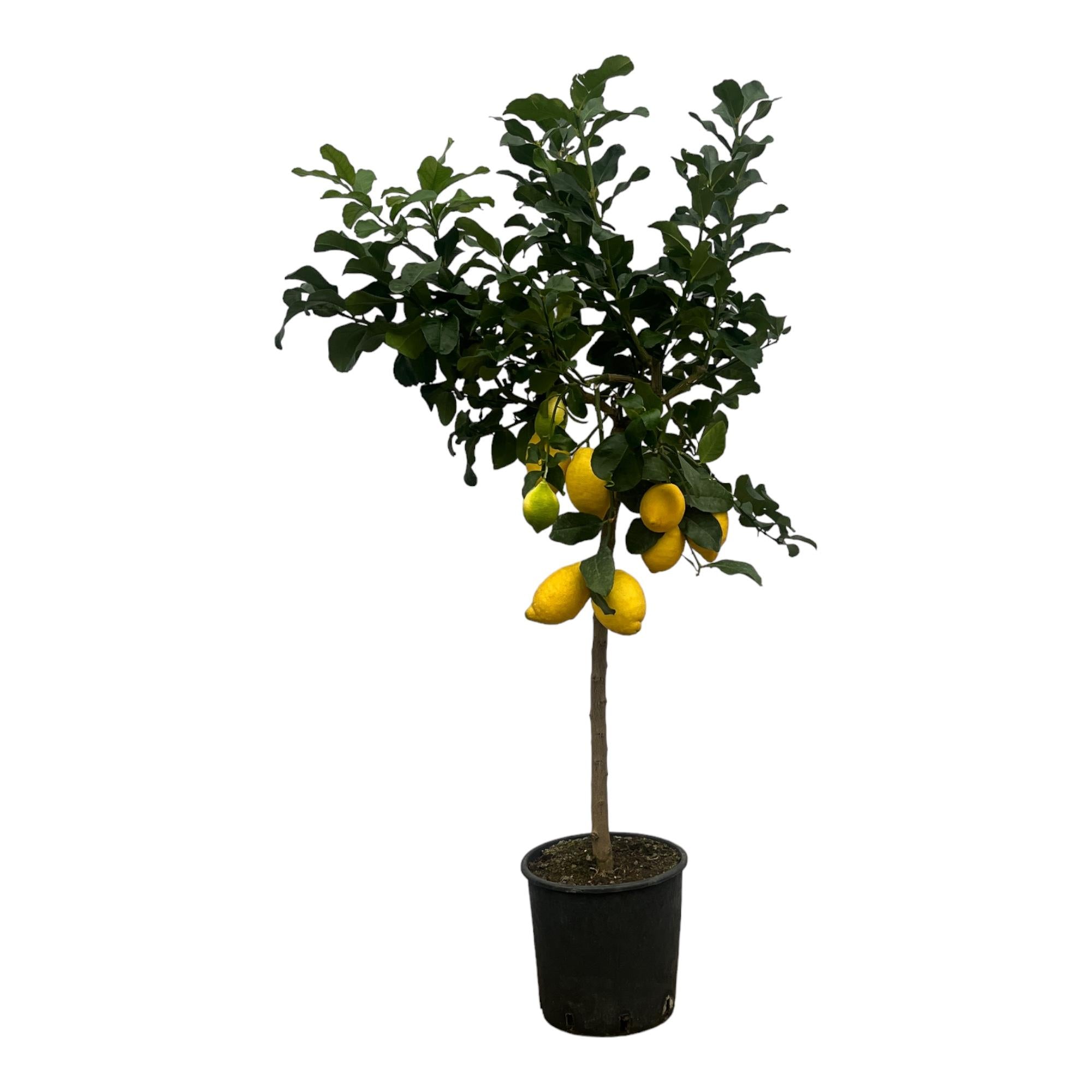 Citrus Lemon (Citroenboom) Ø 24 H 150 cm