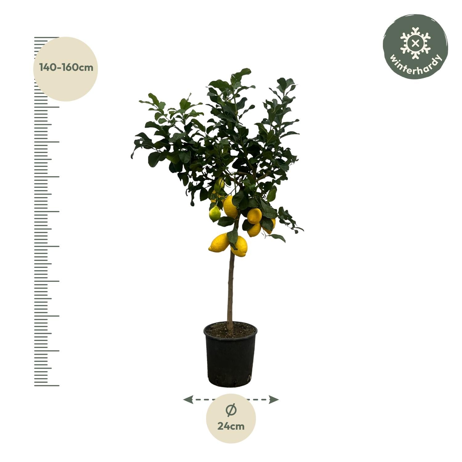 Citrus Lemon (Citroenboom) Ø 24 H 150 cm 2