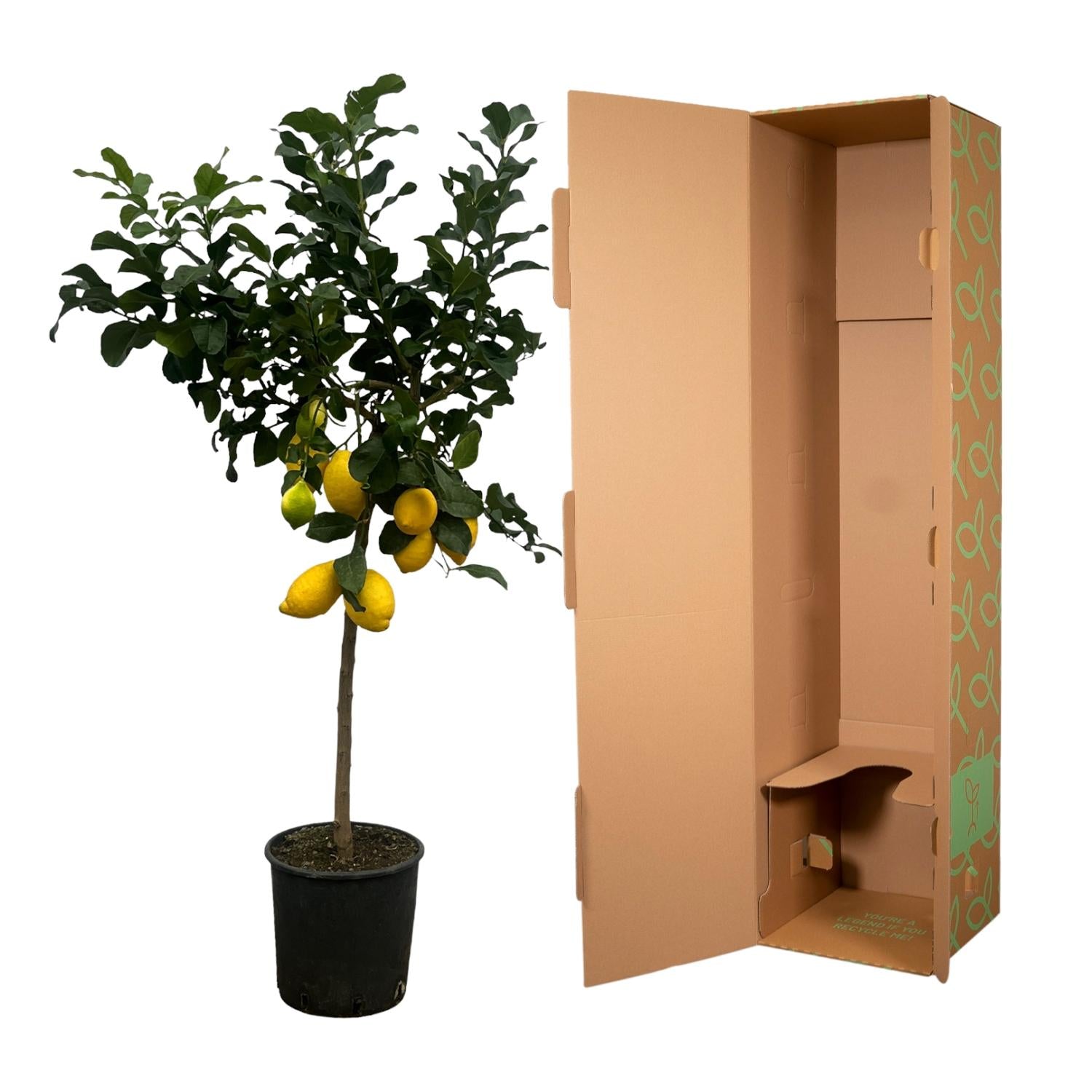 Citrus Lemon (Citroenboom) Ø 24 H 150 cm 3